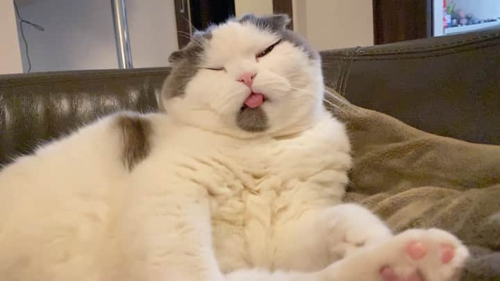 サイモンとマルティナのインスタグラム：「=^ㅅ^= Mlem, MLEEEEEEAAAAAAAAM MLEEEEAAAAM, mlem mlem!」