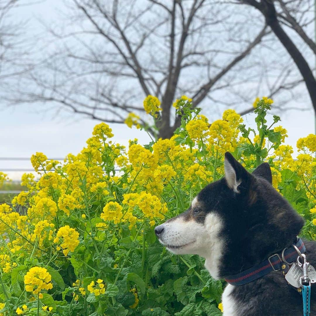 くろさんのインスタグラム写真 - (くろInstagram)「🐾 今日の東京は寒々だけど春はもうすぐ🐕 #菜の花 #お花柴男子くらぶ #お花柴男子クラブ #kuroshiba #blackshiba #shibainu #shibastagram #instadog #dogstagram #柴犬 #黒柴 #黑柴 #日本犬 #和犬 #シニア犬 #癒し犬 #いぬら部 #ふわもこ部 #柴犬部 #モフモフ生命体 #柴犬のいる暮らし #柴犬のいる生活 #柴犬と一緒 #わんこのいる暮らし #わんこのいる生活 #わんこと一緒 #わんダフォ #わんだふるJapan」3月7日 12時45分 - m6bmw