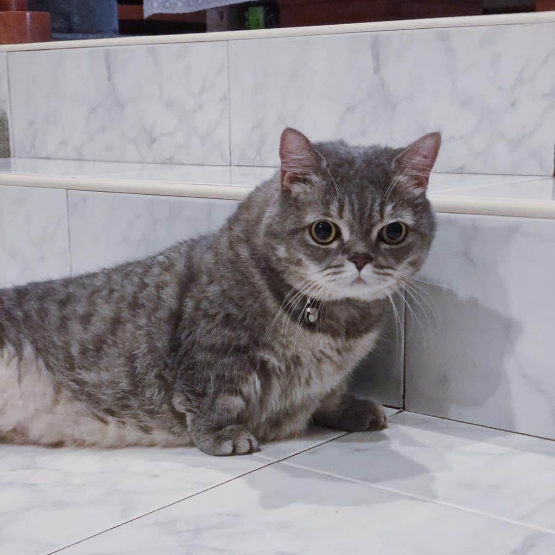 Pancakeのインスタグラム：「my baby seal ☺️ #cats #pancake #nuggetpaws #catsofinstagram #cats_of_instagram #munchkincat #ねこ #まんちかん #petsofinstagram #catstagram #cats_of_instagram」