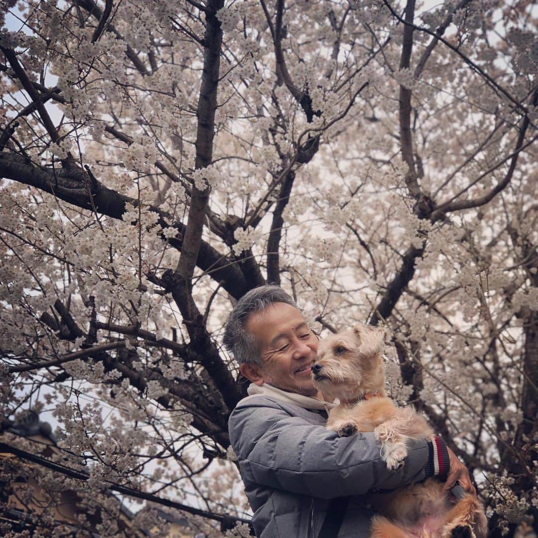 宮本亜門さんのインスタグラム写真 - (宮本亜門Instagram)「さくらがまんかい🌸🌸🌸　#楽しみにしていた講演会が中止になったのでビートと一緒に過ごしています　#春が近づいています　#保護犬　#ビート　#宮本亞門」3月7日 13時22分 - beatamon