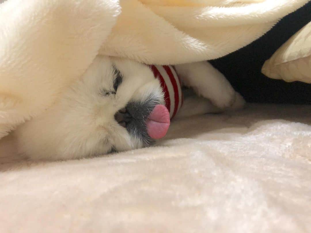 こなつのインスタグラム：「Good nightฅ( ᵕ ω ᵕ )ฅ❤︎❤︎❤︎」