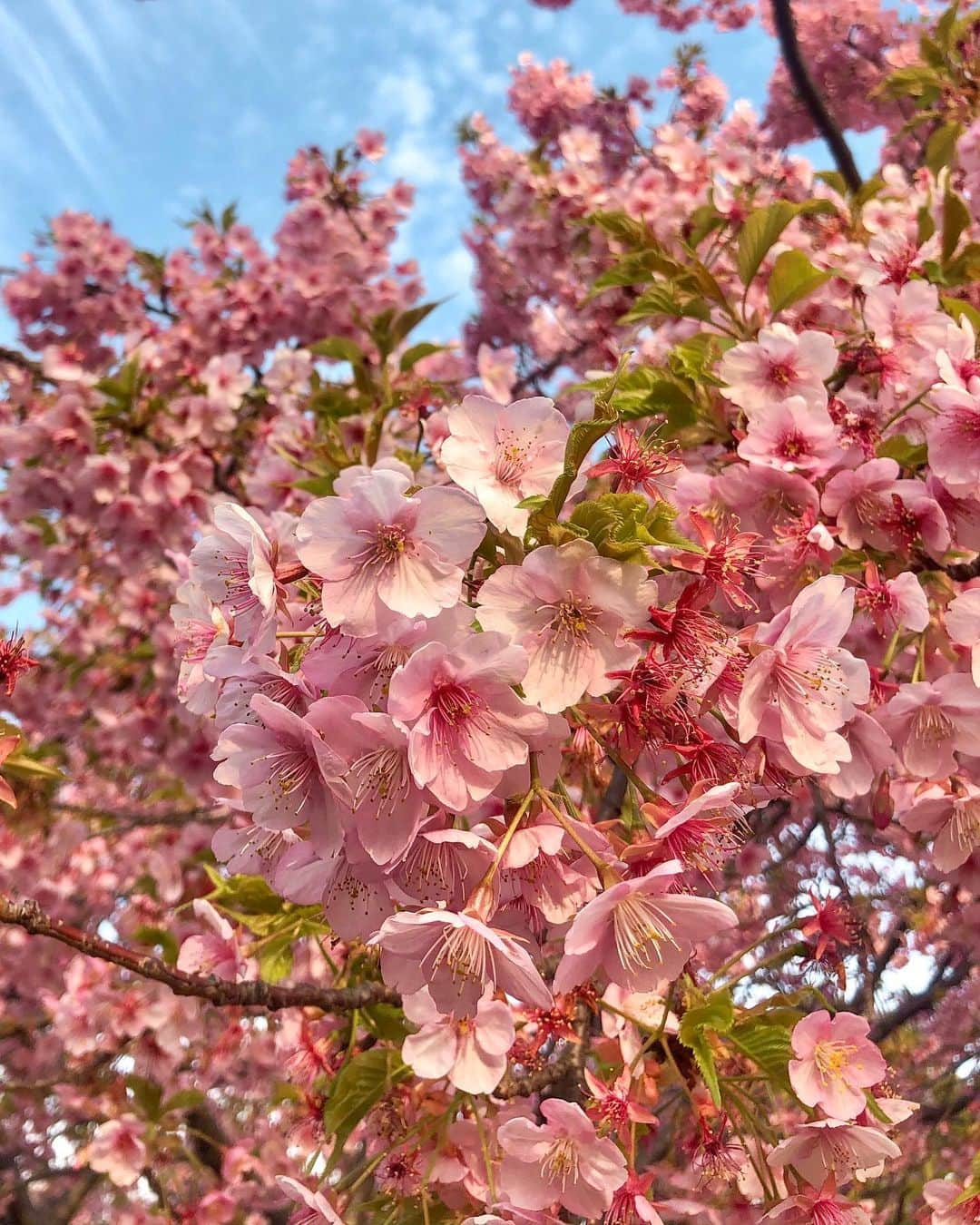 比嘉バービィさんのインスタグラム写真 - (比嘉バービィInstagram)「Spring is just around the corner🌸 春はもうすぐそこ♪  家で過ごす時間が増えたと思いますがみんなはどうやって過ごしている？  地味な動画をYouTubeに更新したので暇な方はプロフィールのLinkから見てみてね💁‍♀️ . . #Sakura #spring #河津桜 #バルちゃんねる  -意外と言われるが#細かい作業 好き -それ関連の動画だよ」3月7日 23時01分 - barby724