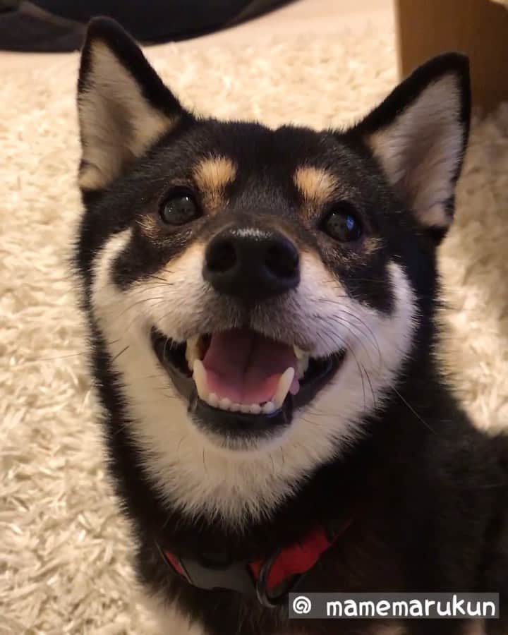 のインスタグラム：「* * なーにー🐶💓 ぼくとあそびたいの❓ #ぼくとイチャイチャしてる気分になる動画 * Let me lick you🐶💓 * #しょうがないからあそんであげる #ペロペロしてあげるね🐶💓 * #柴犬#豆柴#柴#黒柴#犬#しばいぬ#ふわもこ部#shiba#shibainu#shibastagram#shibadog#puppylove#puppy#instadog#dogstagram#dog#pet#petstagram#adorable#cute#cutedog#worldofcutepets#dailyfluff#weeklyfluff」
