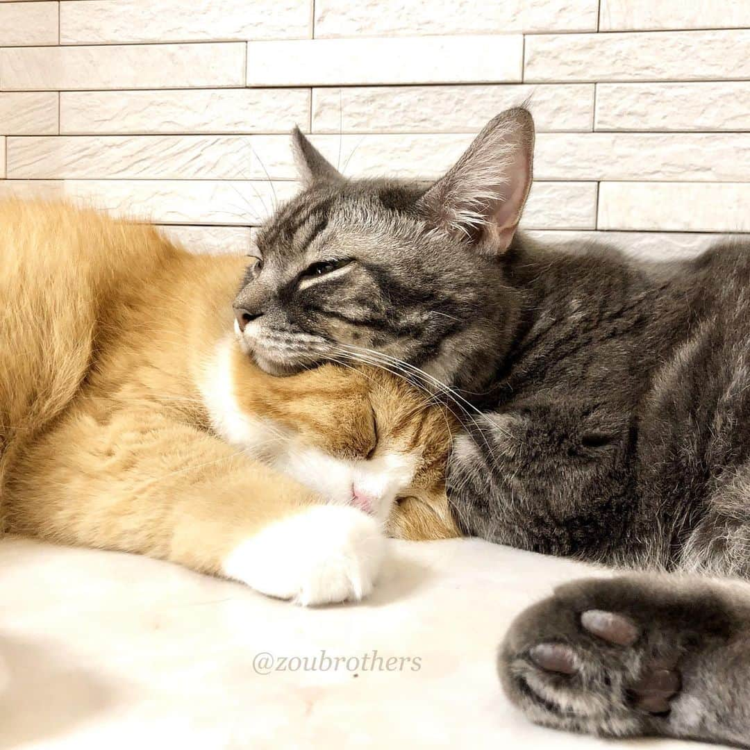 bunny & 2 catsさんのインスタグラム写真 - (bunny & 2 catsInstagram)「Good night😽🐱💛 _ Enzou🐱and Gomazou😽  _ 🐾おやすみにゃん🐱😽💛 #おやすみ _ #スコティッシュフォールド#scottishfold#マンチカン#munchkin#多頭飼い #ねこ#猫#cats#cute#amazing#WPE2020フォトグランプリ」3月7日 23時51分 - zoubrothers