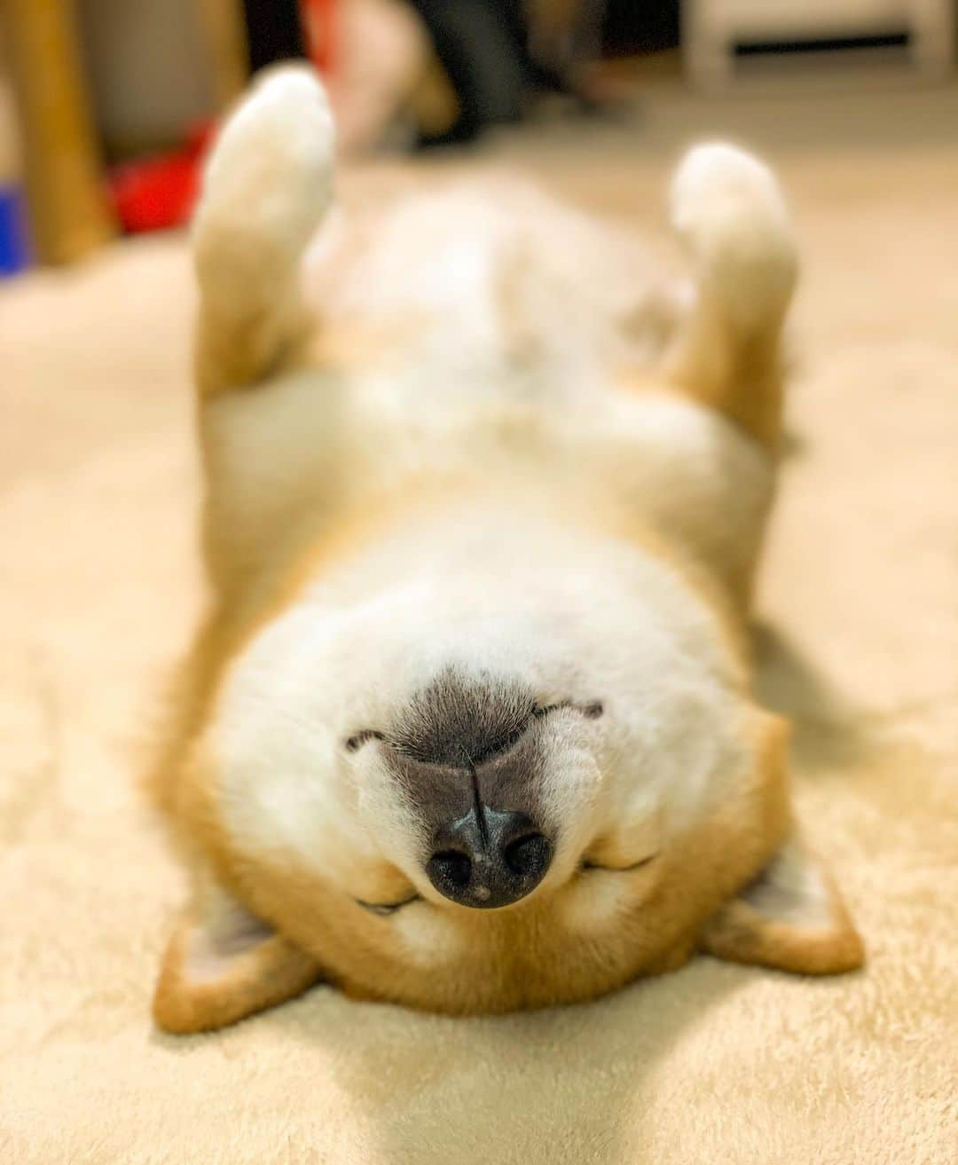 まる（まるたろう）さんのインスタグラム写真 - (まる（まるたろう）Instagram)「Good night!✨🐶💤✨スマホ逆さにしてみてね #面白いから #ね #ごろんまる」3月8日 0時03分 - marutaro