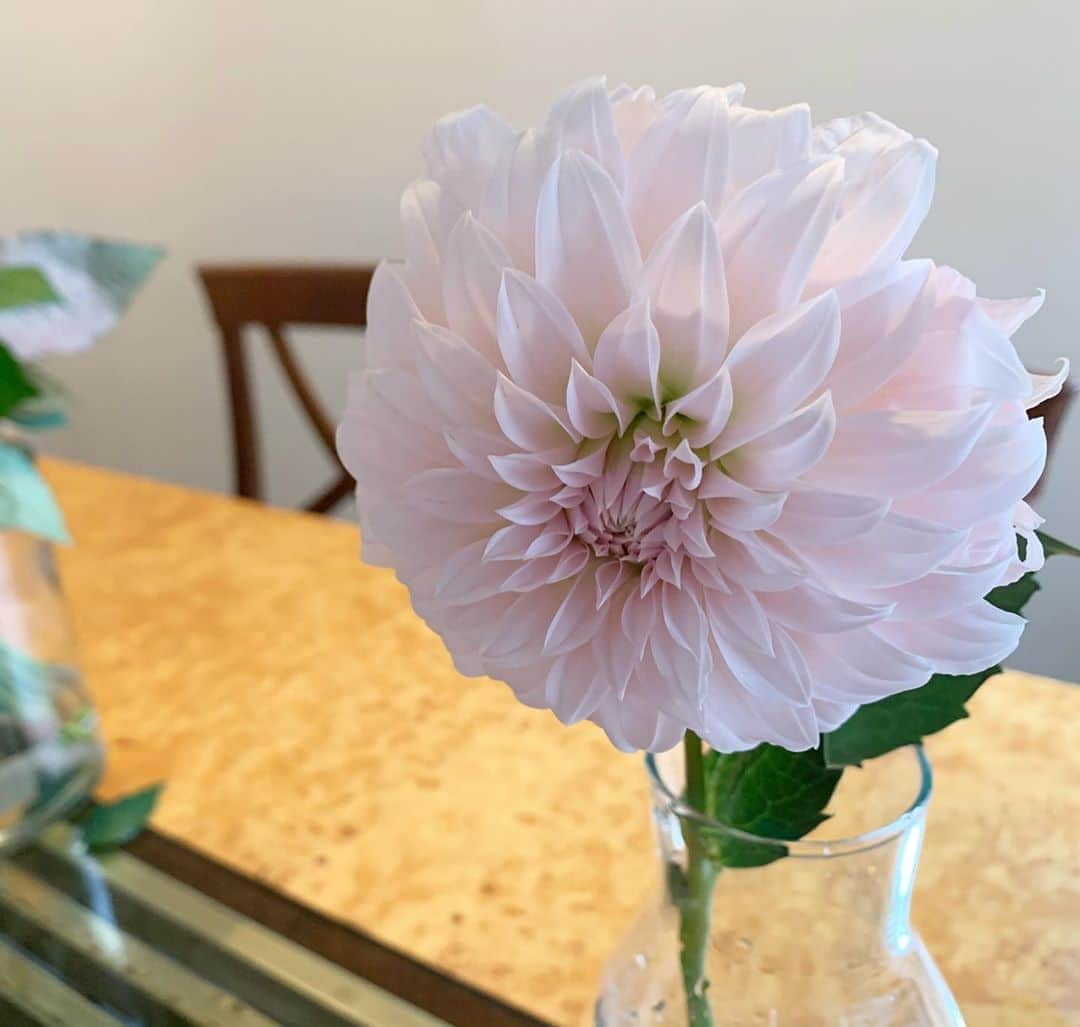 のインスタグラム：「沢山のメッセージ、 沢山のお花やプレゼント、 毎日毎日幸せをもらっています。 メッセージも全て読んでいます。 皆さんいつも支えてくれてありがとう。 感謝、感謝、感謝で胸がいっぱいです！！！ . 写真は娘がお小遣いで買ってくれた一輪のお花。 可愛いくて嬉しくて 思わず泣いてしまったメッセージカードを添えて。 お誕生日はいくつになっても嬉しい♡  #mybirthday#この場を借りて#皆さん本当にありがとう」