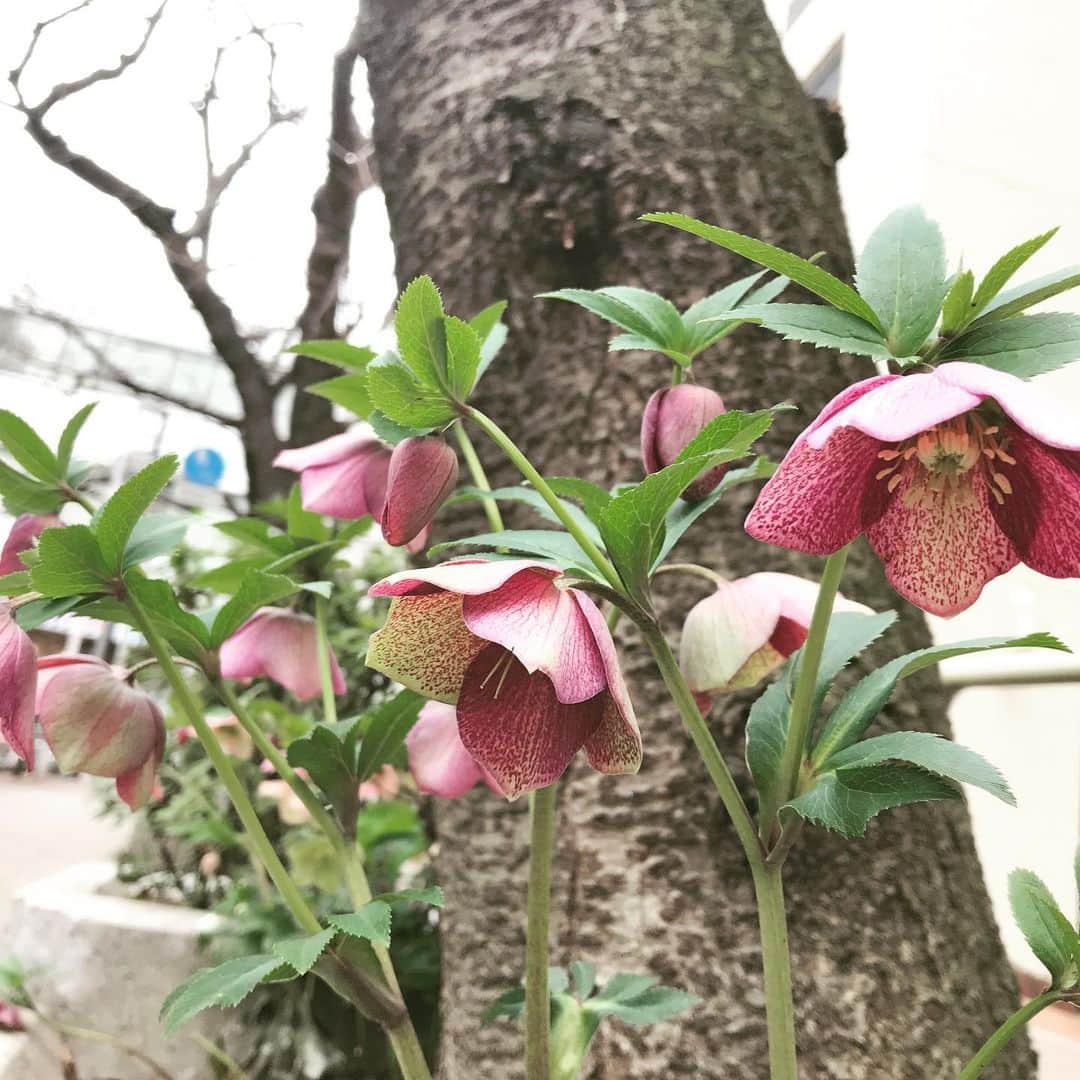 紫苑みやびさんのインスタグラム写真 - (紫苑みやびInstagram)「🌸桜の季節に咲くウインターローズが咲きましたよ❣️ まだ寒い日もありますが、春は確実に近づいてきていますね☺️💕 コロナウイルスの流行が心配ですが、早く収束しますように… . #springhascome #winterrose #ウインターローズ #春はもうすぐ」3月7日 16時26分 - shion_miyabi