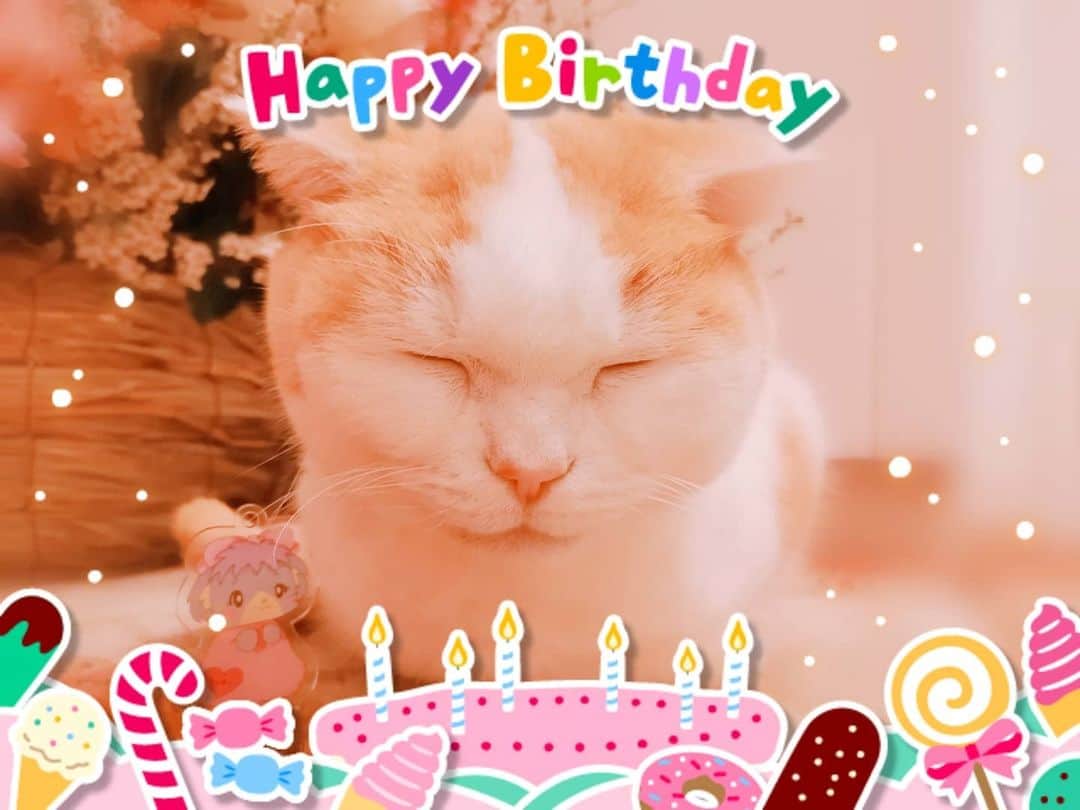 野川さくらのインスタグラム：「2020.3.1 #はっぴーくんのお誕生日♪ #はっぴーくんのお誕生日2020年♪ #はっぴーくん９歳おめでとう♡ #大好き♡♡♡ #寝てる。（笑） #アクリルなはぴくん＆らきちゃんも♡ #頭に乗ってるよ♪ #さくにゃんのお誕生日♪ #さくにゃんのお誕生日2020年♪ #キレイなお花とぱちり☆ #エンジニアのたまごさん♡ #どうもありがとう！ #ハッピーくん♡ #はぴくん♡ #さくら組のはぴくん♡ #猫 #ねこ #ネコ #スコティッシュフォールド #スコちゃん #令和最初のお誕生日会 #声優 #ファンクラブ #さくらClub #にゃんスタグラム #野川さくら #さくにゃん #野川さくらのチョコレートたいむ #野川さくらのチョコレートたいむ第36回目」