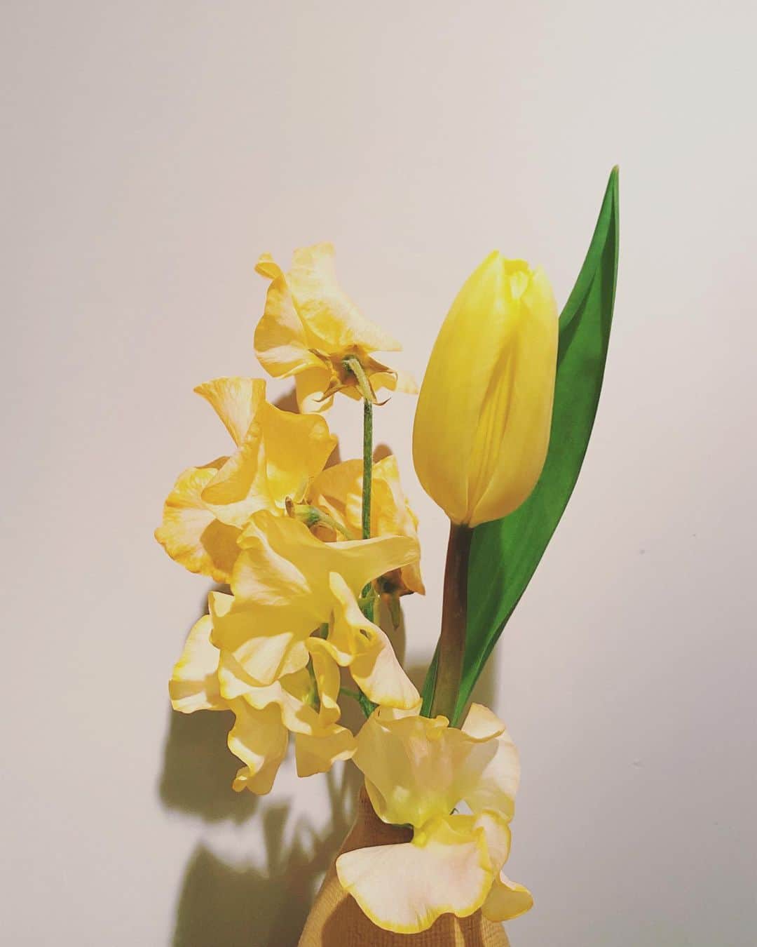 高橋美穂さんのインスタグラム写真 - (高橋美穂Instagram)「. 春の訪れ🌷  白と黄色の絶妙なグラデーション🟨  #mihoc_room」3月7日 17時23分 - sleeping0mihoc
