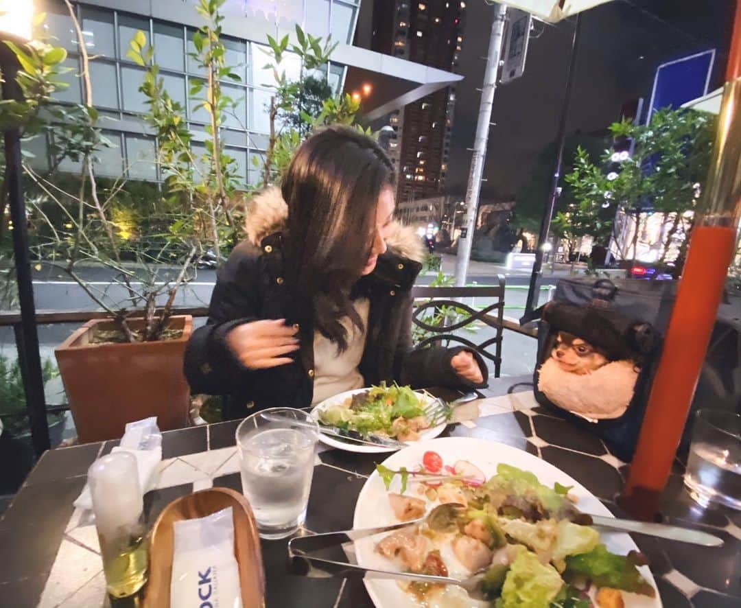 Rina Itagakiのインスタグラム：「Weekends with family & the dog🍴 いつの間にか食べログの口コミではなくペット入店可否がレストラン選びの基準に…🤣 #puppy #doglife #チワワ #チョコタン」