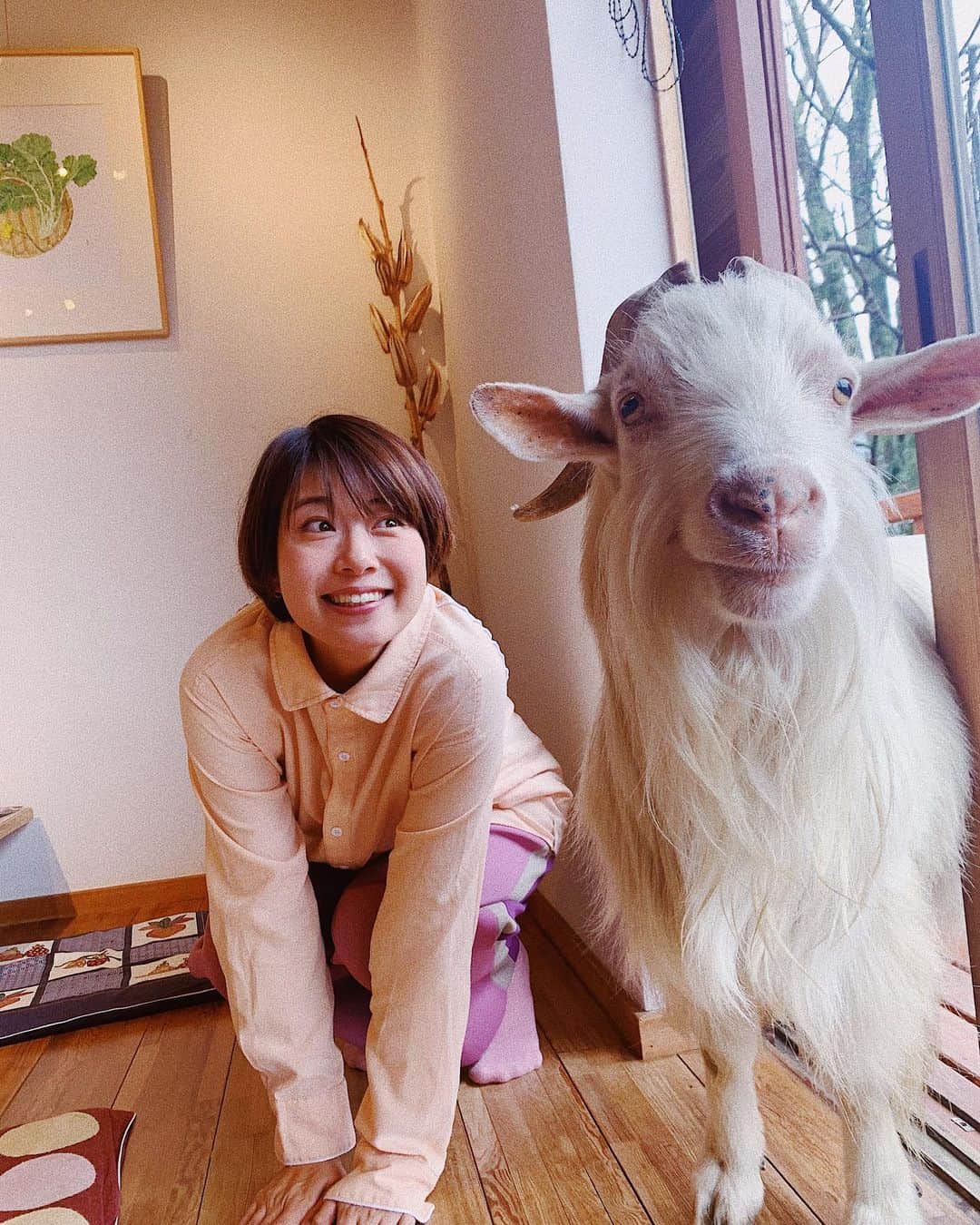 中村優さんのインスタグラム写真 - (中村優Instagram)「『清澄の里　粟』のヤギのペーちゃん。さっき載せた写真小さかったから再掲。 ストーリーズにあげたら、「え？え？！」というDMがたくさんきた笑。 すんごい良い子でお手までしてくれた👏🏻」3月7日 18時27分 - nkmr_yu