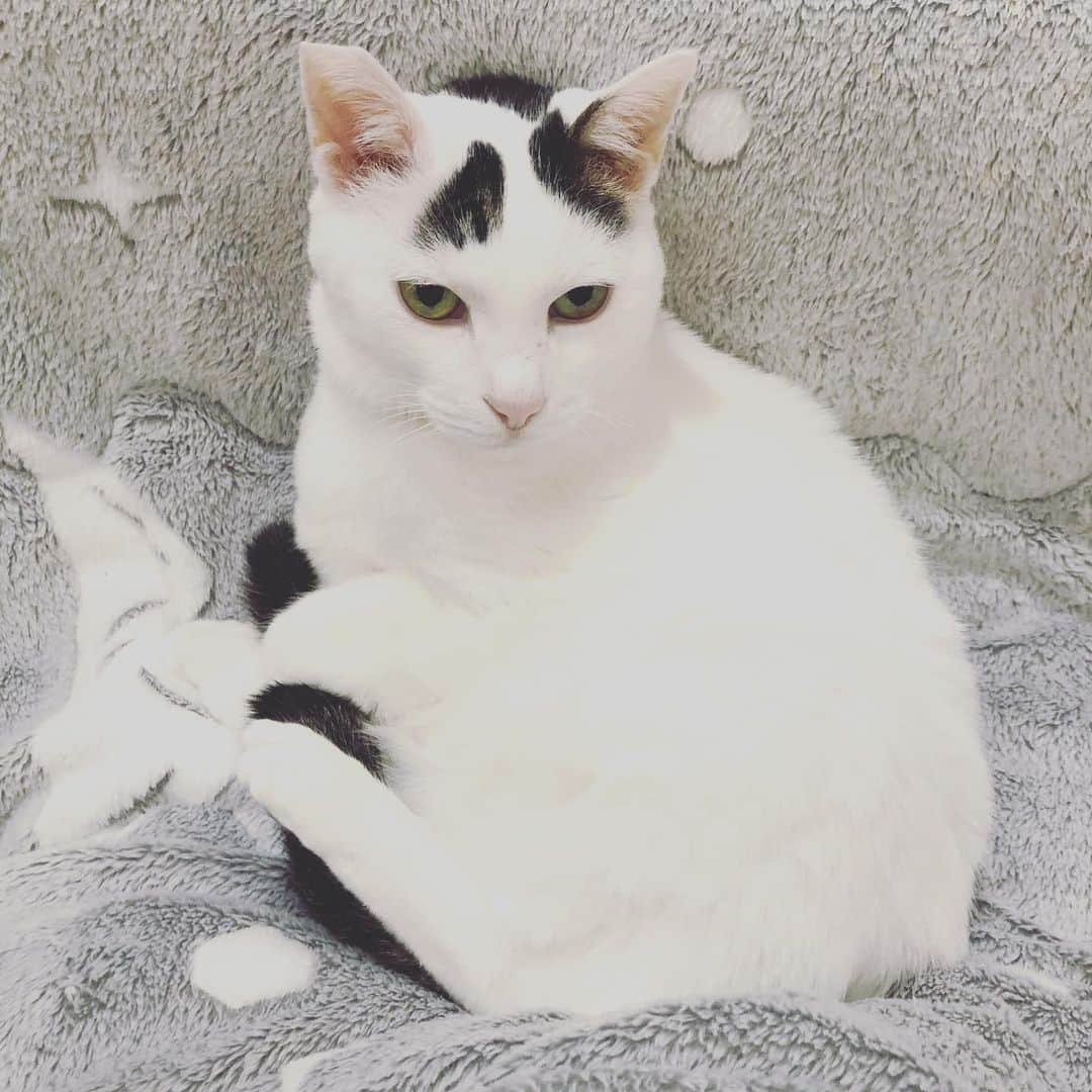 Siznaさんのインスタグラム写真 - (SiznaInstagram)「#dura #cat #づら #猫 #sizna #雑種 #元地域猫 #ヅラ #ヅラ猫 #ヅラ猫部 #にゃんスタグラム #猫変態を増やそうの会 #白い彗星ニャア」3月7日 18時36分 - dura0227