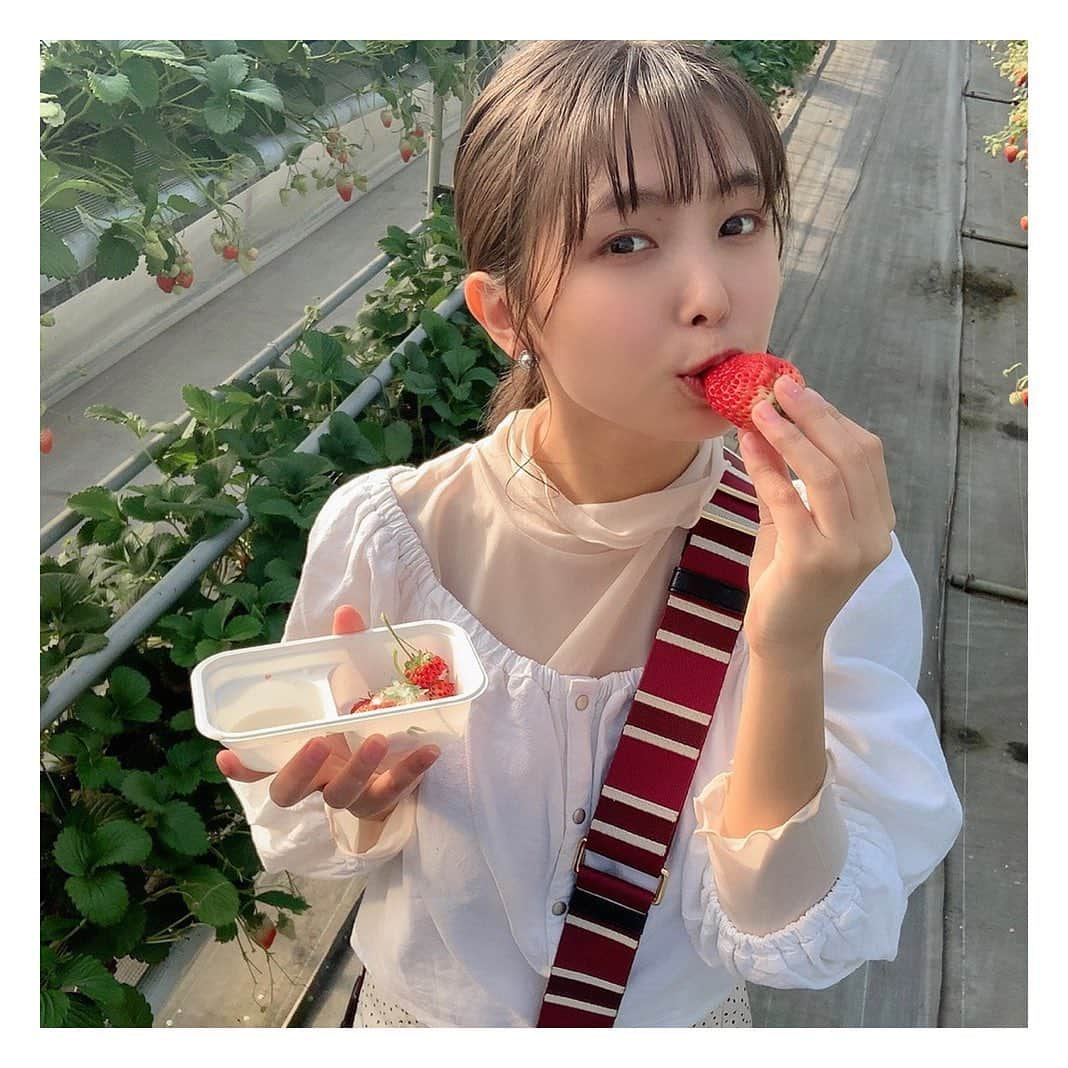 寺本莉緒さんのインスタグラム写真 - (寺本莉緒Instagram)「大きいイチゴとった🍓 . #いちご狩り」3月7日 18時55分 - lespros_rio