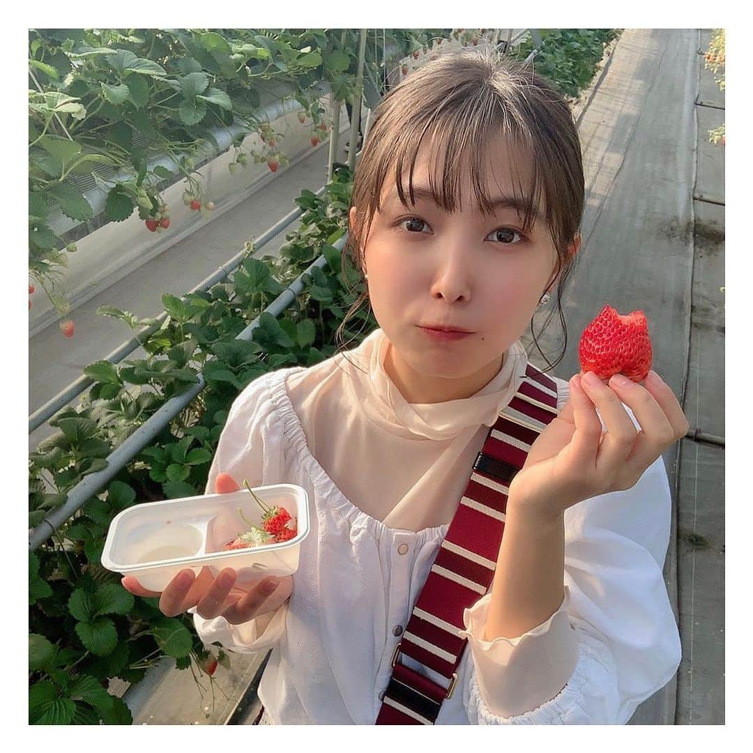 寺本莉緒さんのインスタグラム写真 - (寺本莉緒Instagram)「大きいイチゴとった🍓 . #いちご狩り」3月7日 18時55分 - lespros_rio