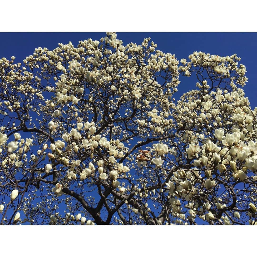 千葉アリサのインスタグラム：「楽しみにしていた　木蓮の花☁️💙 ・ 雨降りと晴れの　寒暖差を繰り返しながら　春を呼ぶ 花たちが開いていく。 ・ 感謝できることや、楽しめることにスポットをあてて。　愛の水を注いで　潤わしていたい　心は一つですね🌍 ・ 循環とバランスの自然の法則の中で　私たちは影響しあっている。怖れよりも愛が伝染していくように💫 ・ 温かくして、よく食べて、よーく寝る！いっぱい笑って、深い呼吸で心身に寄り添って。不安や心配でいっぱいになる時は　大丈夫だよと心に語りかけてあげて😌 ご自愛くださいね🌸 ・ 1日も早く、コロナが収束し　安心が訪れますように。 #木蓮　#花言葉は自然への愛と忍耐  #毎日の癒し #oneness #良い週末を#これから長いのはnoteに書く📝」