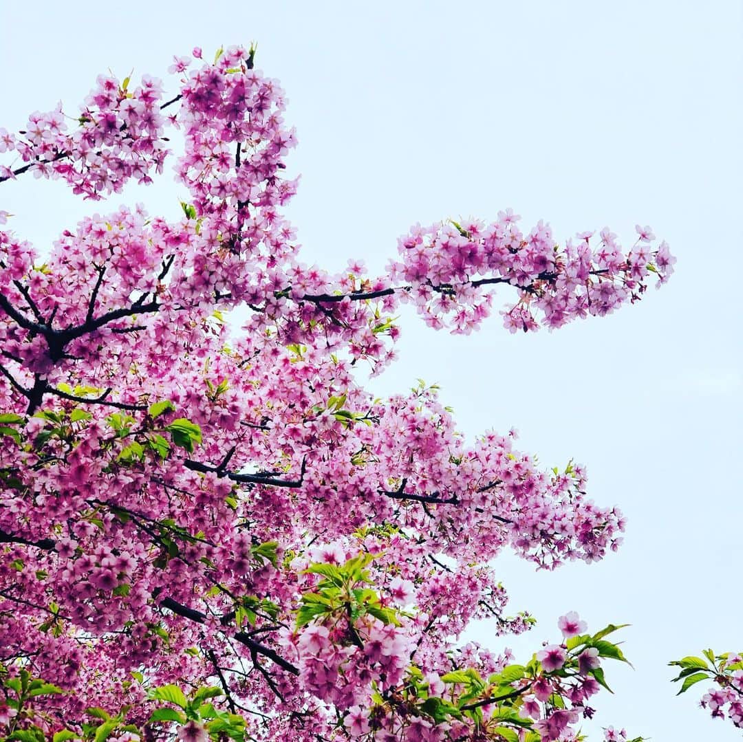 野宮真貴さんのインスタグラム写真 - (野宮真貴Instagram)「東京は夜の七時♪﻿ ﻿ 小さい春みつけた🌸﻿ 家にこもってばかりの運動不足解消と新鮮な空気を吸いに公園へ。﻿ こういう時は美しいモノを見るのが一番ね！﻿ ﻿ #東京は夜の七時 #小さい春みつけた #野宮真貴 #missmakinomiya」3月7日 19時14分 - missmakinomiya