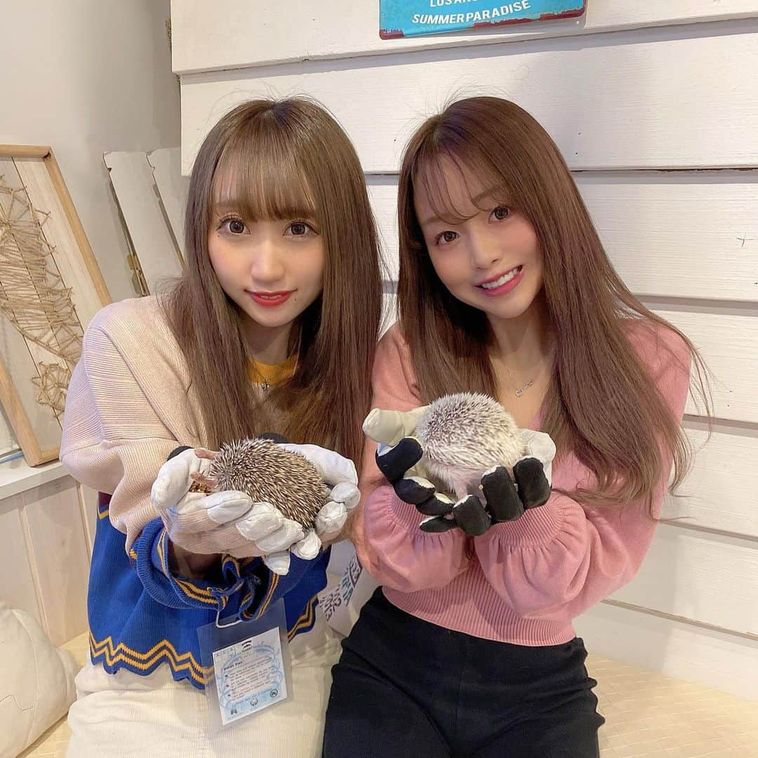 加藤ゆりなさんのインスタグラム写真 - (加藤ゆりなInstagram)「いろんな動物がいるカフェに行ってきた〜🧁 表参道にあるところ🤣💕 ちょーかわいすぎてまた行く！ . . #カワウソカフェ　#ハリネズミ　#動物カフェ #動物カフェ巡り #ハリネズミカフェ #チンチラ #チンチラのいる暮らし」3月7日 19時57分 - _yuringo_