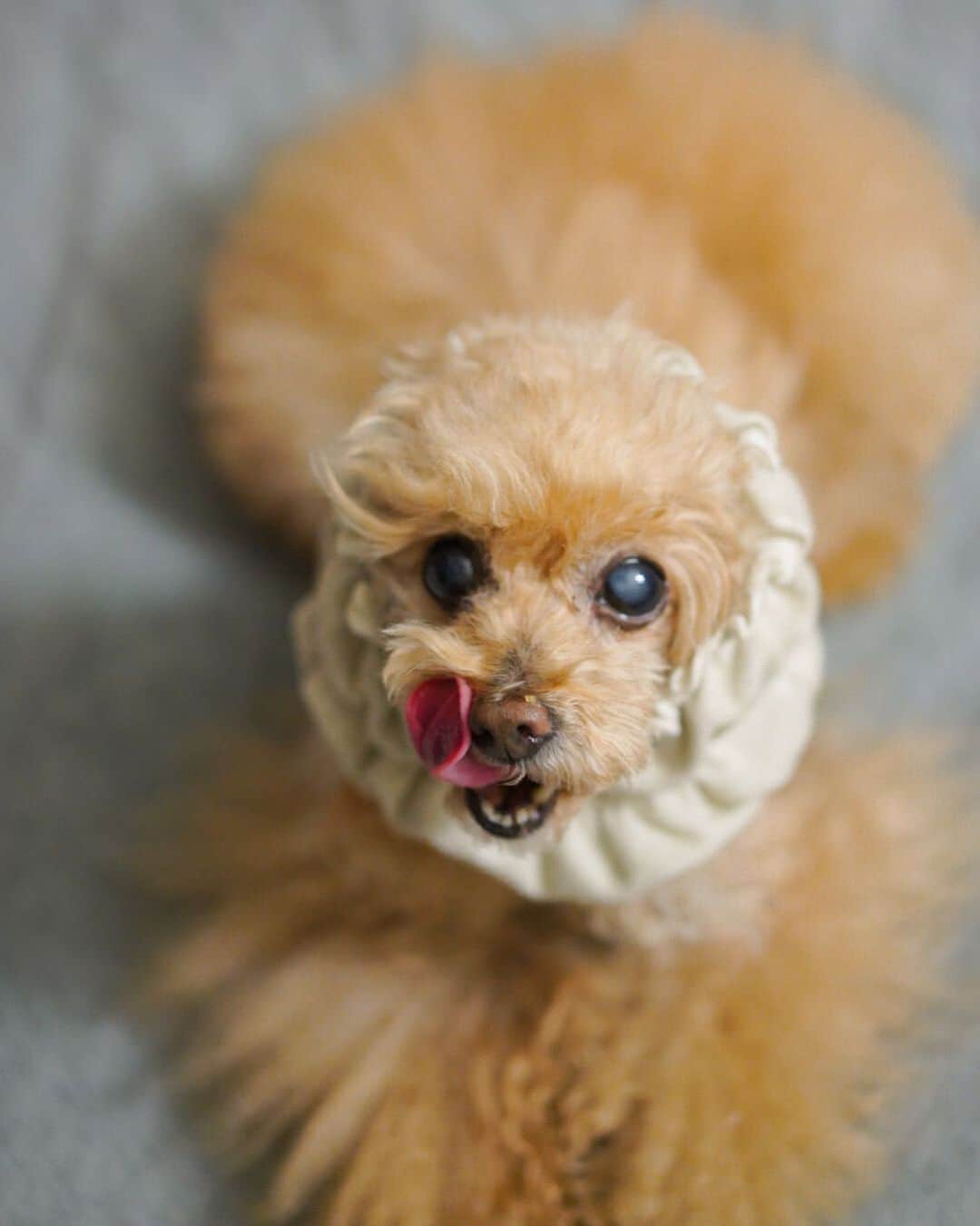 Toypoodle Mikuru?Asakusa Tokyoのインスタグラム