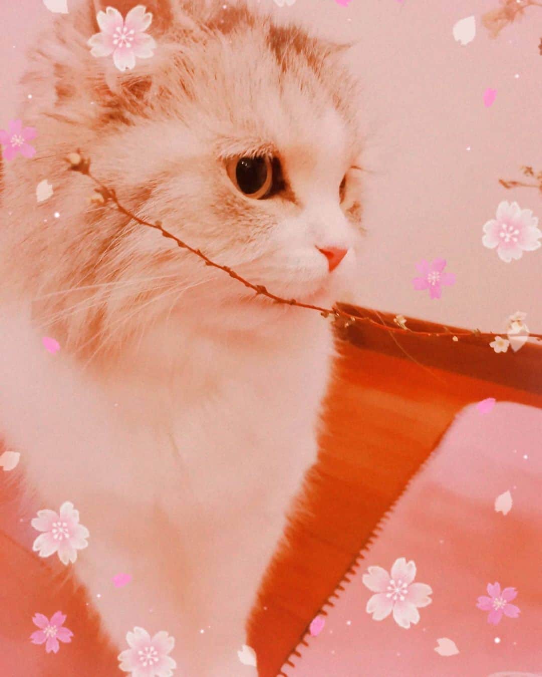 野川さくらのインスタグラム：「2020.3.1 #お花が大好きならきちゃん♡ #くんくんっ♡ #きれいだにゃあ♡ #さくにゃんのお誕生日♪ #さくにゃんのお誕生日2020年♪ #キレイなお花とぱちり☆ #エンジニアのたまごさん♡ #萌ちゃん♡ #どうもありがとう！ #ラッキーちゃん♡ #らきちゃん♡ #さくら組のらきちゃん♡ #猫 #ねこ #ネコ #スコティッシュフォールド #スコちゃん #令和最初のお誕生日会 #声優 #ファンクラブ #さくらClub #にゃんスタグラム #野川さくら #さくにゃん #野川さくらのチョコレートたいむ #野川さくらのチョコレートたいむ第36回目」