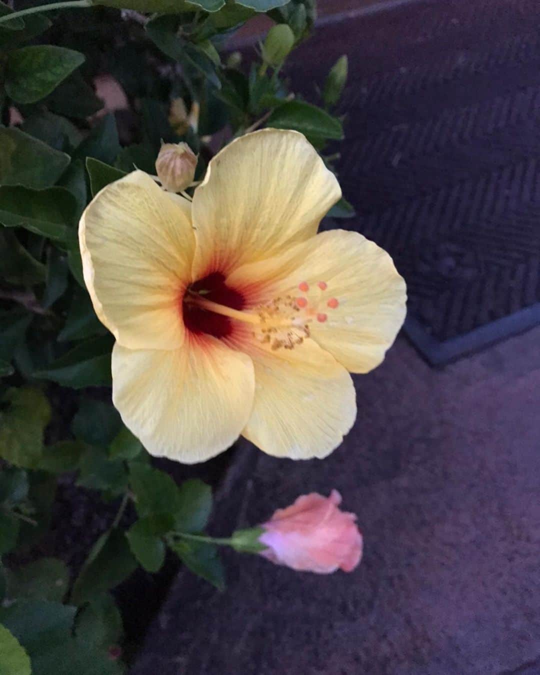 キャシー中島さんのインスタグラム写真 - (キャシー中島Instagram)「*﻿ このところイベントの中止や延期が続き時間ができたので、iPhoneの写真の整理をしています。﻿ 先月ハワイに行った時の花の写真がたくさんありました。﻿ 全部載せられなかったので少し出しますね！﻿ ﻿ 綺麗な形のモンステラ我が家のモンちゃんとは全然違うわね！﻿ ﻿ シェルジンジャー、とても大きくて美しい❣️﻿ ﻿ 大輪の#ハイビスカス は迫力がありますよ！﻿ ﻿ 勝野パパも撮影が延びて時間ができました。﻿ なので一緒にいることが多いのです。﻿ 大切な時間ね。﻿ ﻿ 昨日の夜は勝野パパと2人でお蕎麦を食べました🍜﻿ コロナビールがあったのでグビグビ！🍺コロナウイルスは憎いけど、コロナビールは👍﻿ ﻿ 朝もハルコはジィジとバァバのためにパンケーキを焼いています。﻿ マーゴの焼いたパンケーキはすごーーーく美味しい❤️﻿ ﻿ #キャシー中島#キャシーマム﻿ #kathynakajima#kathymom﻿」3月7日 20時02分 - official_kathynakajima