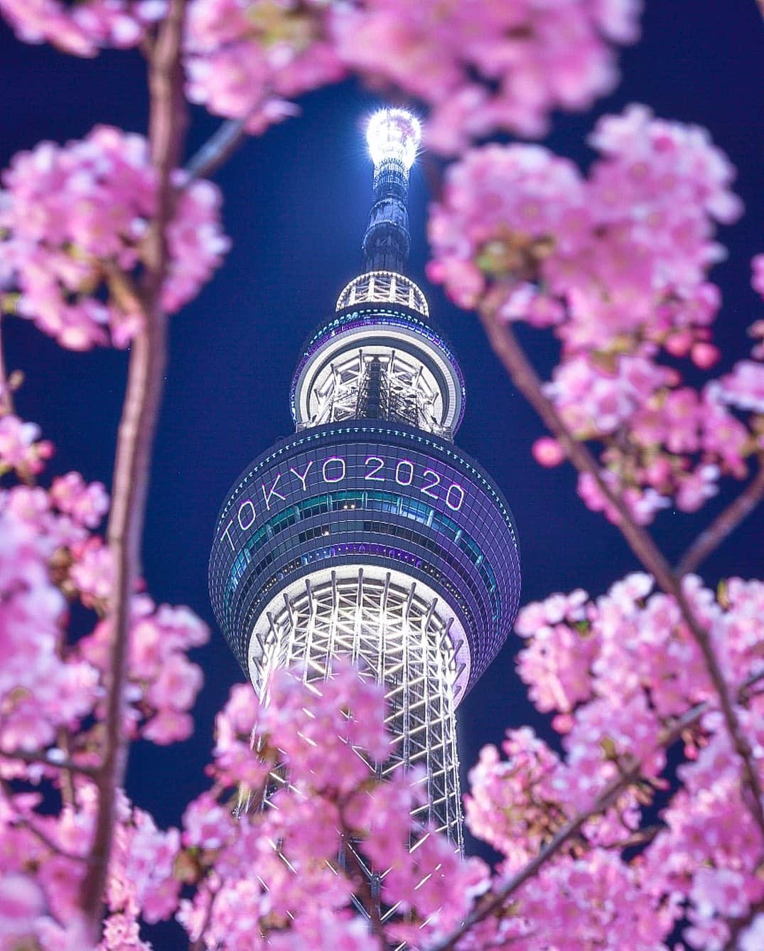 のインスタグラム：「★ TOKYO 2020 🌸　★. . Location Tokyo. 河津桜が見頃だと聞いて今年もまたスカイツリーとのコラボ行ってきました🌸　強風で撮影には不向きな状況の中でしたが撮ってる人が沢山居ました！　オリンピック 無事開催されますように😂🙏🏻🌸」