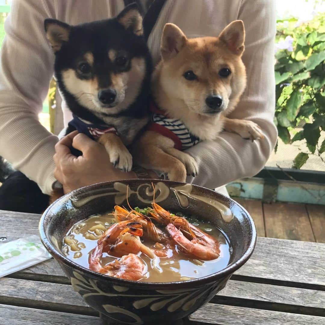 豆柴なつ&ふゆさんのインスタグラム写真 - (豆柴なつ&ふゆInstagram)「Ishigaki island food😋❤️❤️ 石垣島でのご飯😋❤️❤️ #旅行 #trip #石垣島旅行 #犬連れ旅行 #グルメ #焼肉 #パンケーキ #スムージー#えびそば  #わんダフォ #shibamania  #柴犬ライフ#pecoいぬ部 #shiba_snap  #instashiba#cutedogs  #柴犬#shiba #shibainu #shibastagram #いぬすたぐらむ #pecoいぬ部 #犬バカ部 #shibainumag_feature #instafollow #dogoftheday  #🐕📷 #theshibasociety  #柴#proudshibas  #柴犬マニア」3月7日 21時09分 - mameshiba.natsuinu56