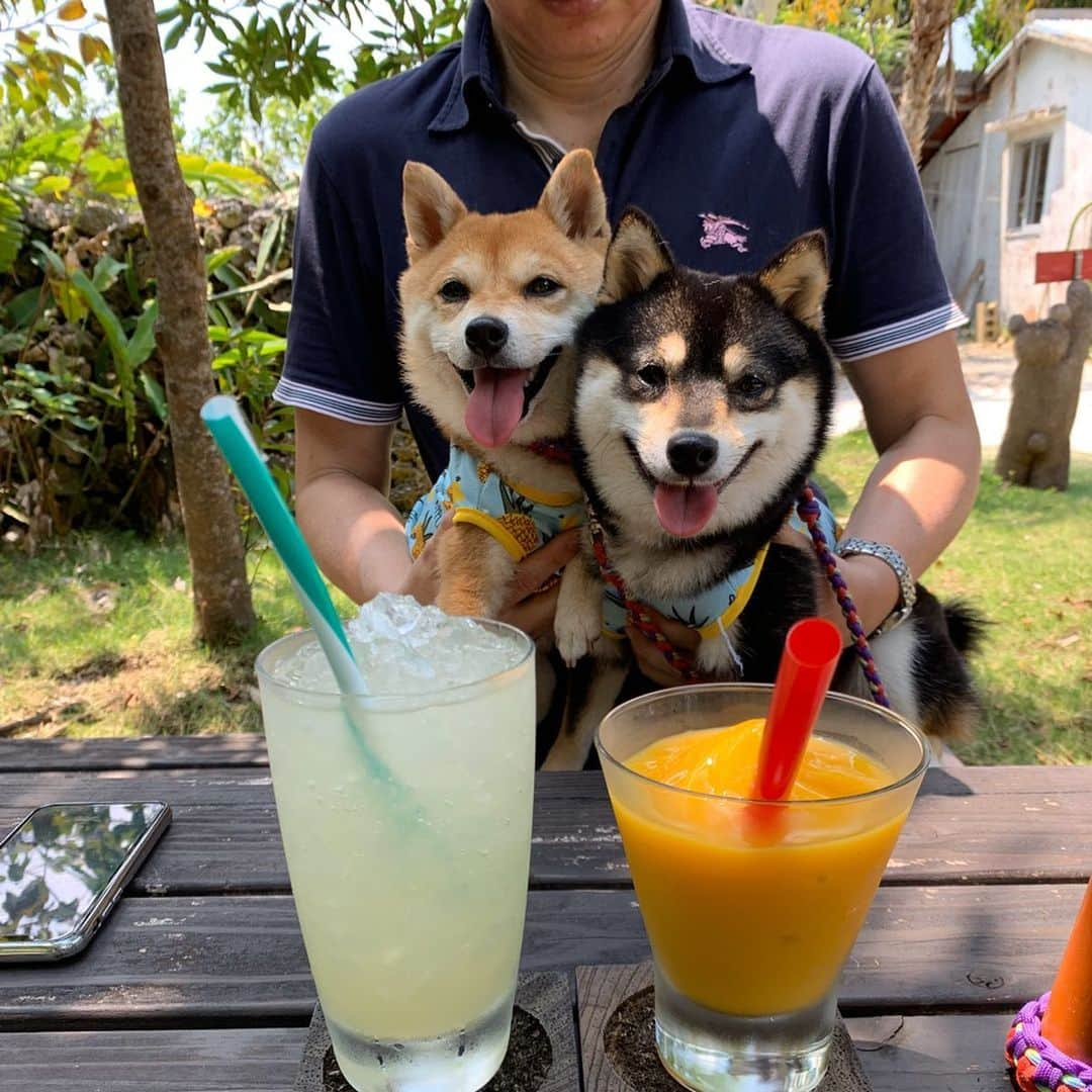 豆柴なつ&ふゆさんのインスタグラム写真 - (豆柴なつ&ふゆInstagram)「Ishigaki island food😋❤️❤️ 石垣島でのご飯😋❤️❤️ #旅行 #trip #石垣島旅行 #犬連れ旅行 #グルメ #焼肉 #パンケーキ #スムージー#えびそば  #わんダフォ #shibamania  #柴犬ライフ#pecoいぬ部 #shiba_snap  #instashiba#cutedogs  #柴犬#shiba #shibainu #shibastagram #いぬすたぐらむ #pecoいぬ部 #犬バカ部 #shibainumag_feature #instafollow #dogoftheday  #🐕📷 #theshibasociety  #柴#proudshibas  #柴犬マニア」3月7日 21時09分 - mameshiba.natsuinu56