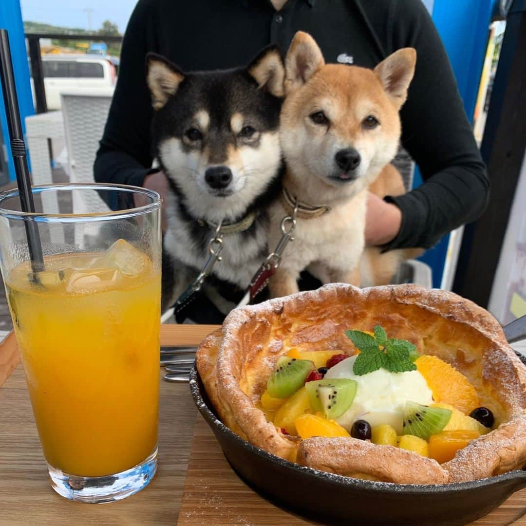 豆柴なつ&ふゆさんのインスタグラム写真 - (豆柴なつ&ふゆInstagram)「Ishigaki island food😋❤️❤️ 石垣島でのご飯😋❤️❤️ #旅行 #trip #石垣島旅行 #犬連れ旅行 #グルメ #焼肉 #パンケーキ #スムージー#えびそば  #わんダフォ #shibamania  #柴犬ライフ#pecoいぬ部 #shiba_snap  #instashiba#cutedogs  #柴犬#shiba #shibainu #shibastagram #いぬすたぐらむ #pecoいぬ部 #犬バカ部 #shibainumag_feature #instafollow #dogoftheday  #🐕📷 #theshibasociety  #柴#proudshibas  #柴犬マニア」3月7日 21時09分 - mameshiba.natsuinu56