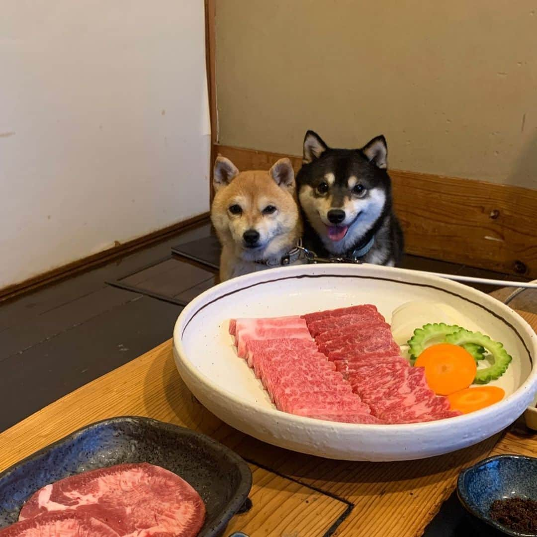 豆柴なつ&ふゆさんのインスタグラム写真 - (豆柴なつ&ふゆInstagram)「Ishigaki island food😋❤️❤️ 石垣島でのご飯😋❤️❤️ #旅行 #trip #石垣島旅行 #犬連れ旅行 #グルメ #焼肉 #パンケーキ #スムージー#えびそば  #わんダフォ #shibamania  #柴犬ライフ#pecoいぬ部 #shiba_snap  #instashiba#cutedogs  #柴犬#shiba #shibainu #shibastagram #いぬすたぐらむ #pecoいぬ部 #犬バカ部 #shibainumag_feature #instafollow #dogoftheday  #🐕📷 #theshibasociety  #柴#proudshibas  #柴犬マニア」3月7日 21時09分 - mameshiba.natsuinu56