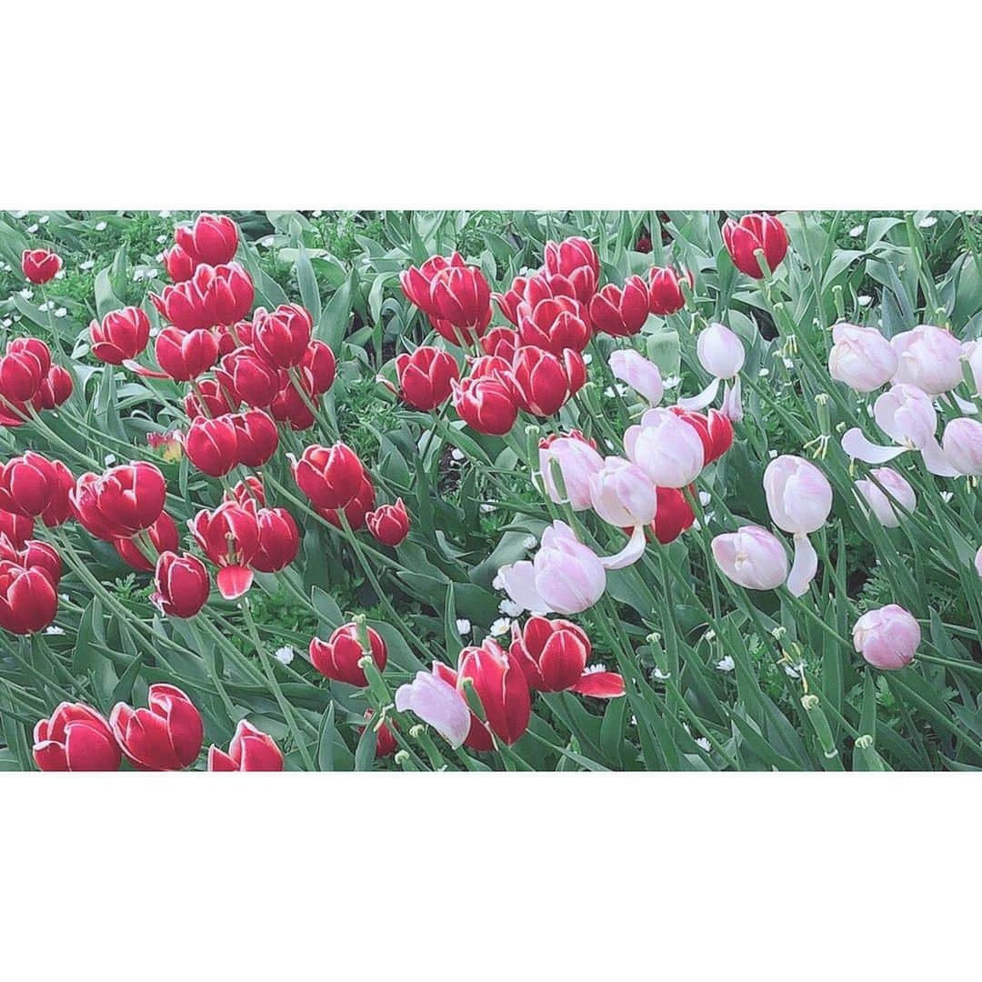 山崎エリイさんのインスタグラム写真 - (山崎エリイInstagram)「ㅤㅤㅤㅤㅤㅤㅤㅤㅤㅤㅤㅤㅤ  お花がたくさん咲き始める春🌷  ㅤㅤㅤㅤㅤㅤㅤㅤㅤㅤㅤㅤㅤ  一番好きな季節です☀️ ㅤㅤ  #tokyodisneyresort #Spring #Erii #山崎エリイ」3月7日 21時10分 - erii_yamazaki