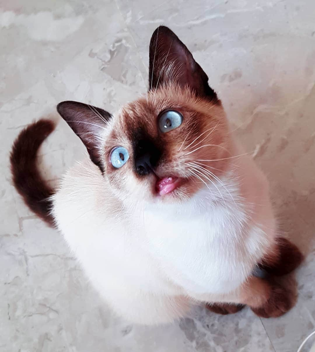 siamese_love_のインスタグラム：「from @its_cat_bella - 🔙🔙#cat #cats #catsagram #catstagram #instagood #kitten #kitty #kittens #pet #pets #animal #animals #petstagram #petsagram #photooftheday #catsofinstagram #ilovemycat #nature #catoftheday #lovecats #furry #sleeping #lovekittens #adorable #catlover #love#eyes」