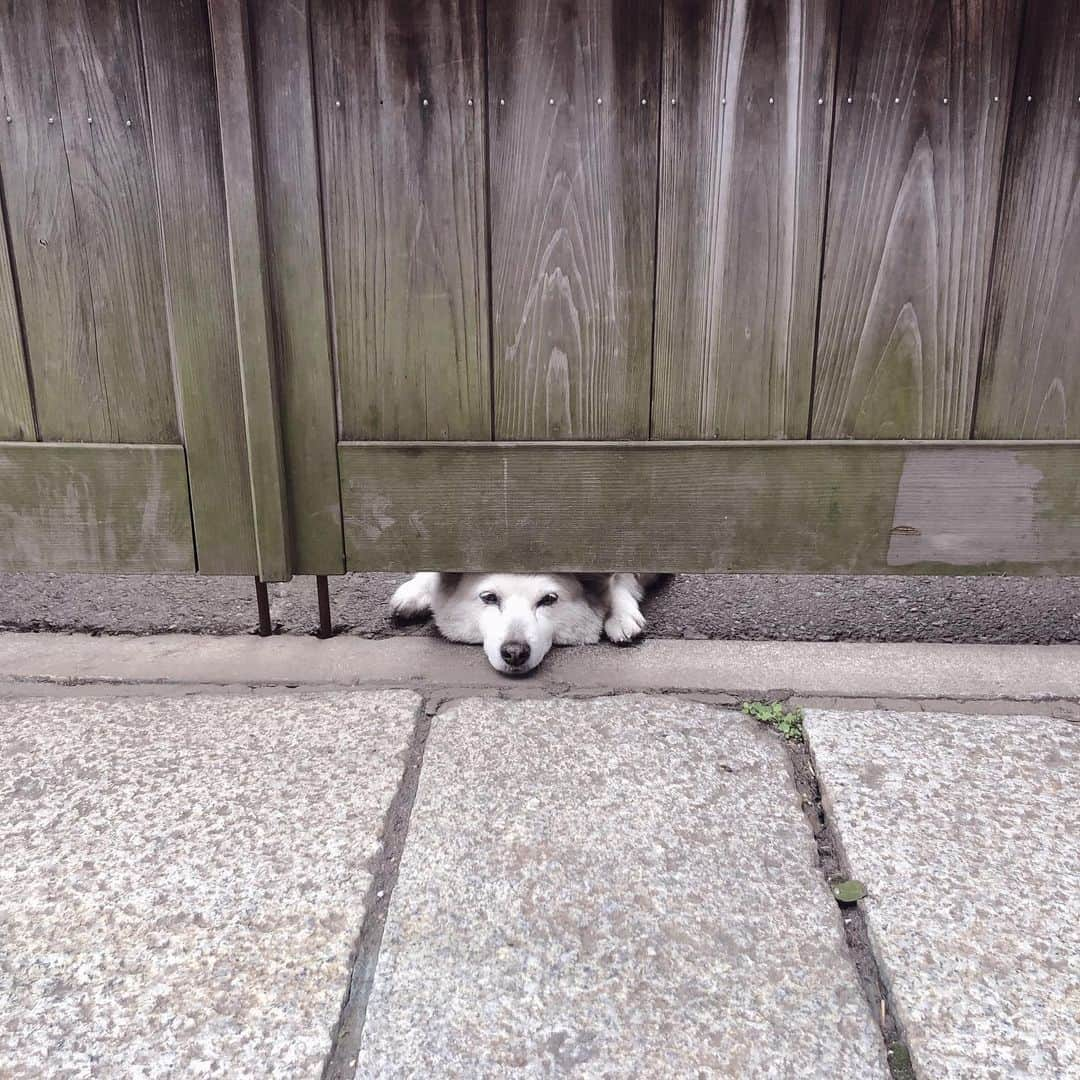 上野りみのインスタグラム：「ご苦労さん。‎υ´・ ﻌ ・`υ ． ． ． #犬 #ふくちゃん #可愛いは正義 #좋아요반사 #소통 #팔로우백 #팔로우환영 #개 #dog #instagood #instalike #instalove #instaanimal #bestjapanpics #favoritepicture #l4l #l4likes #f4f #f4follow #cute」