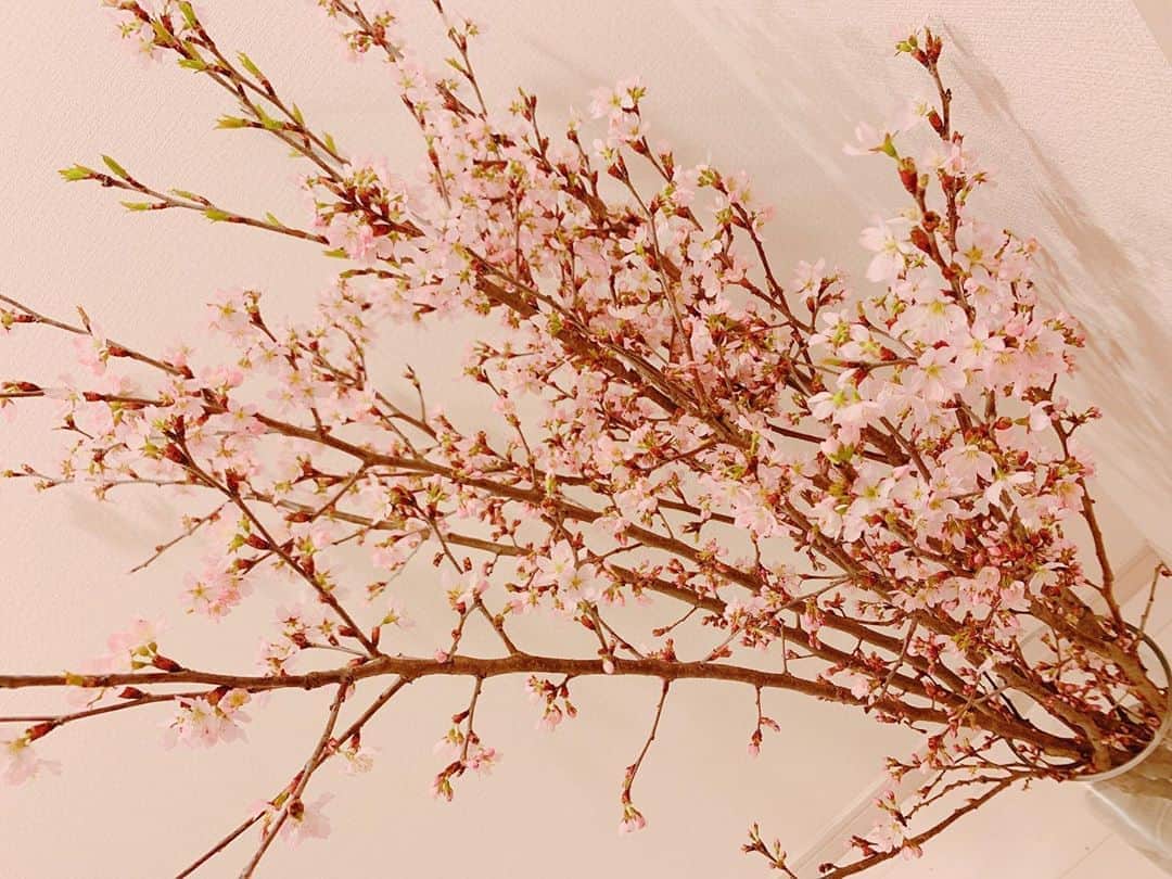 上野愛奈さんのインスタグラム写真 - (上野愛奈Instagram)「運ぶのは少し大変でしたが、桜の生木🌸お家花見も良いですね☺️🍡 思い切って大きいのを買って、家の中でなかなかの存在感。 #桜の生木 #春なので」3月7日 21時39分 - ueno_aina_816