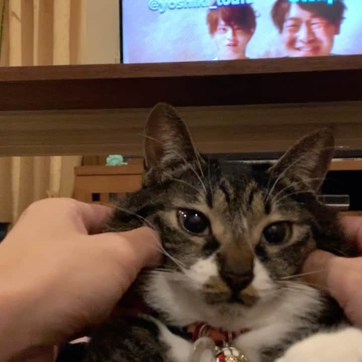takegaeruのインスタグラム：「今夜もMMTC😸 #もちもちてんちゃん #猫 #cat #よもねこ #よもぎねこ #キジトラ #きじとら」
