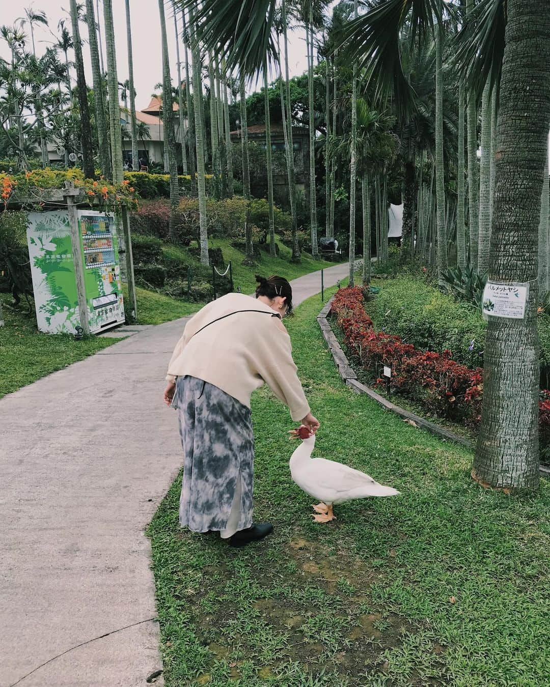 my9mj8さんのインスタグラム写真 - (my9mj8Instagram)「﻿ ﻿ 東南植物楽園🌺﻿ ﻿ ここでちょっとともちゃんらと合流！﻿ ﻿ 動物と亜熱帯の植物もみれて楽しめた😌﻿ 時間なくてゆっくり出来なかったから﻿ また行きたいな〜！﻿ （動物たちのご飯やりに夢中すぎた笑）﻿ ﻿ 最後の動画はシュールな会話があるので良かったみてみてね😂﻿ ﻿ ﻿ #沖縄旅行#沖縄#okinawa﻿」3月7日 22時06分 - my9mj8