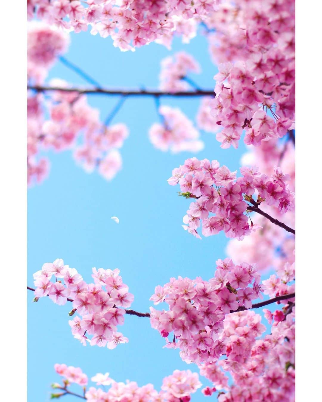 メグのん♡ A k i k oのインスタグラム：「🌓Half moon has a cherry blossom viewing🌸 . . . お月さんも お花見ですか ′ᴗ‵ . . . 🌓🌸」
