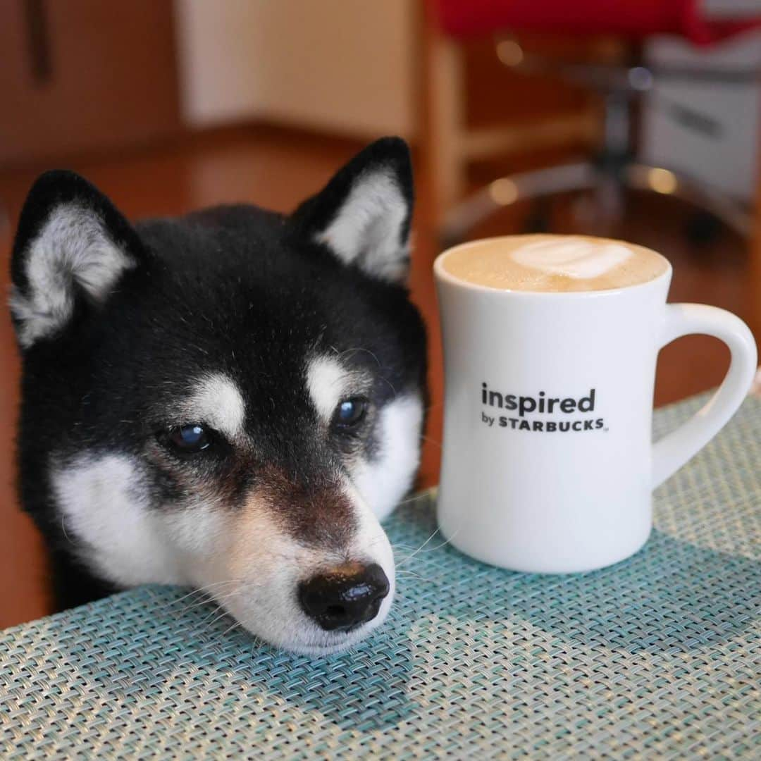 くろさんのインスタグラム写真 - (くろInstagram)「本日のおうちラテ☕️ 高級スタバの走りだったinspired by STARBUCKSの1号店（現在はスターバックスコーヒー玉川3丁目店）が3月末で閉店だそうです。RESERVE・ROASTARY等が出来ちゃったし、7年弱でお役目終了といったところでしょうか。近所の人はショックでしょうなぁ。スターバックスコーヒージャパンさんも戦略があるんでしょうけど、この店舗目当てで引っ越した人とかもいるんじゃ？←コンセプトは近隣環境に溶け込んだくつろぎのカフェ空間  #inspiredbystarbucks #インスパイアドバイスターバックス #高級スタバ #目線の先にはおやつ #おうちラテ #おうちスタバ #エスプレッソショット #バリスタマシン #スタババリスタ #スタバ豆 #エスプレッソロースト #エスプレッソマシン #エスプレッソショット #フォームミルク #スタバマグ #スタバ犬 #あごのせ犬 #黒柴 #柴犬 #わんこと一緒 #わんこのいる暮らし #わんこのいる生活 #柴犬と一緒 #柴犬のいる暮らし #柴犬のいる生活 #わんダフォ #わんだふるJapan」3月8日 8時27分 - m6bmw