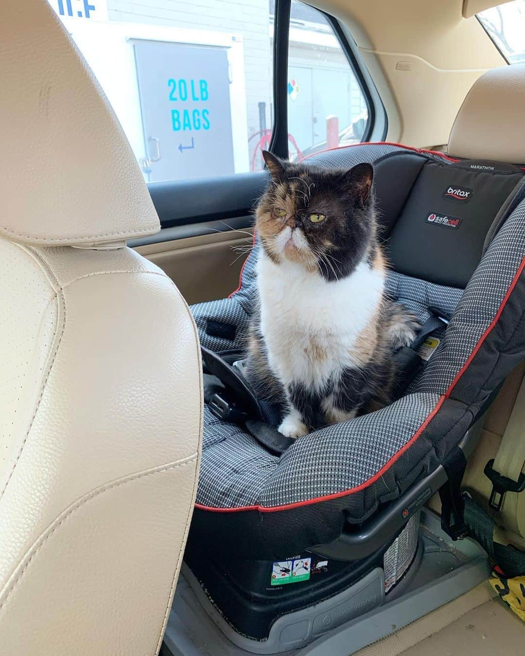 Pudgeさんのインスタグラム写真 - (PudgeInstagram)「Pudge is baby  #pudgethecat #pudgetravels」3月8日 0時50分 - pudgethecat