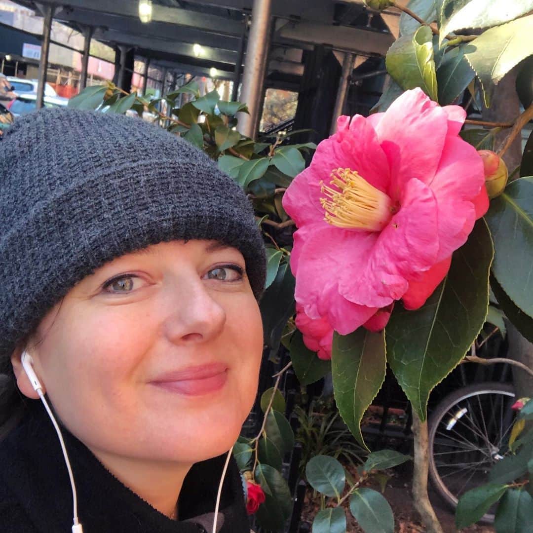 ズザンナ・シャコフスキーのインスタグラム：「Camellia. Scaffolding. Brooklyn Heights. #springiscoming」