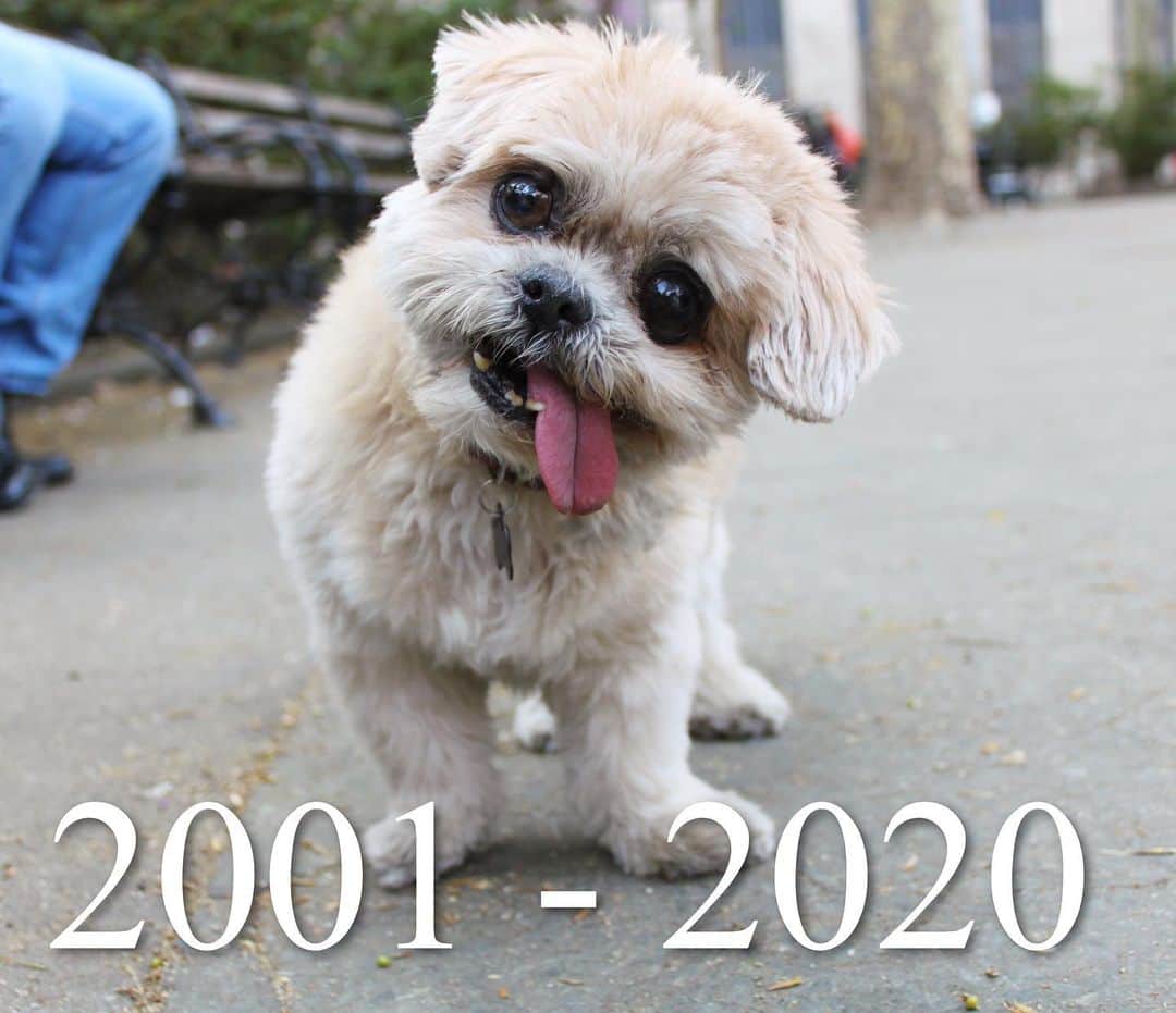Marnie The Dogのインスタグラム：「It is with much grief I share the news that Marnie passed away painlessly & peacefully in my home on Thursday afternoon at the age of 18. Her comfort had been notably declining over the past few days with little hope for improvement and she let me know she had had enough. She enjoyed her chicken until the very end.  Thank you for joining me on an unexpected  journey with the ultimate love of my life. All I can feel right now is loss but beneath that I have so much gratitude. I’m grateful to the universe for entrusting me with her beautiful soul and providing me with the perfect best friend and companion. Im grateful I was able to give this  magical creature the fun and deeply loving life she wanted and deserved. I’m thankful I was chosen to be the conduit for Marnie to bring joy into the world.  And I’m thankful  for all the human and dog friends Marnie and I made along the way, and the strangers on the streets and on the internet, who have shown us so much love.  Most of all, I’m amazed that the sweet little hot mess of a pup that I picked up from a shelter at age 11, who at first didn’t seem like she would be around very long at all, has managed to inspire others to adopt senior dogs. When I hear from people that Marnie has made them adopt their senior dogs it’s truly the most beautiful legacy she and I could hope to leave in this world.  The night of her passing I had a dream where I watched her awake from her death like it hadn’t happened at all, and she was running around at a party completely happy and invincible. She approached a descending staircase and I wanted to interject to protect her from falling, but she sailed right down the stairs and landed on her feet and stopped and looked at me and laughed and just kept going. Maybe this was a message from her from heaven, but at minimum I can take solace knowing that for a long stretch of time, prior to her aging body taking its toll, heaven for her was right here on earth.  Marnie will be buried in a pet cemetery in LA and hopefully there will be a public memorial gathering whenever safe (due to Coronavirus).」