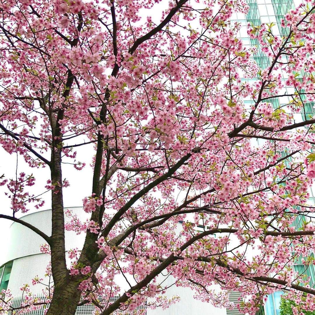 村主章枝さんのインスタグラム写真 - (村主章枝Instagram)「Beautiful Ume. I can’t wait to see Sakura 綺麗な梅。 桜の開花が待ち遠しいです。 #ume  #sakura  #flowers」3月8日 6時13分 - fumie.suguri