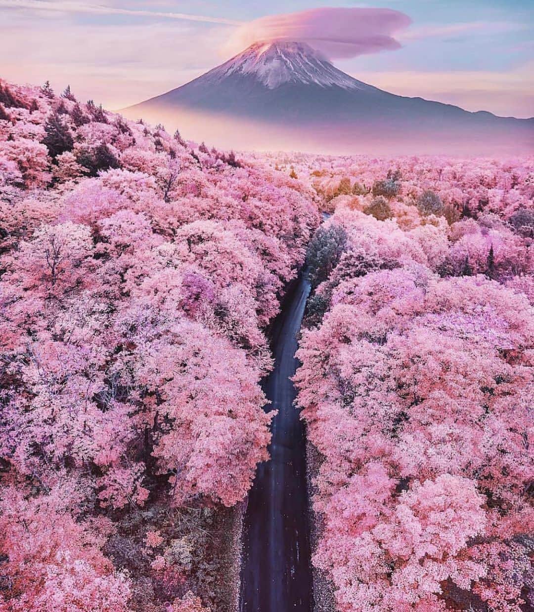 奈良裕也さんのインスタグラム写真 - (奈良裕也Instagram)「🌸🌸🌸🌸🌸🌸🌸 #CherryBlossoms」3月8日 18時59分 - yuyanara