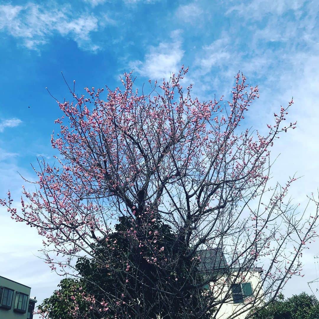 丸山敬太さんのインスタグラム写真 - (丸山敬太Instagram)「朝方は雨だったのだけど、スッキリと晴れあがった金沢の空  梅の古木に満開の梅の花 早く安心して春を満喫できる日常が戻っできますように。」3月8日 17時41分 - keitamaruyama