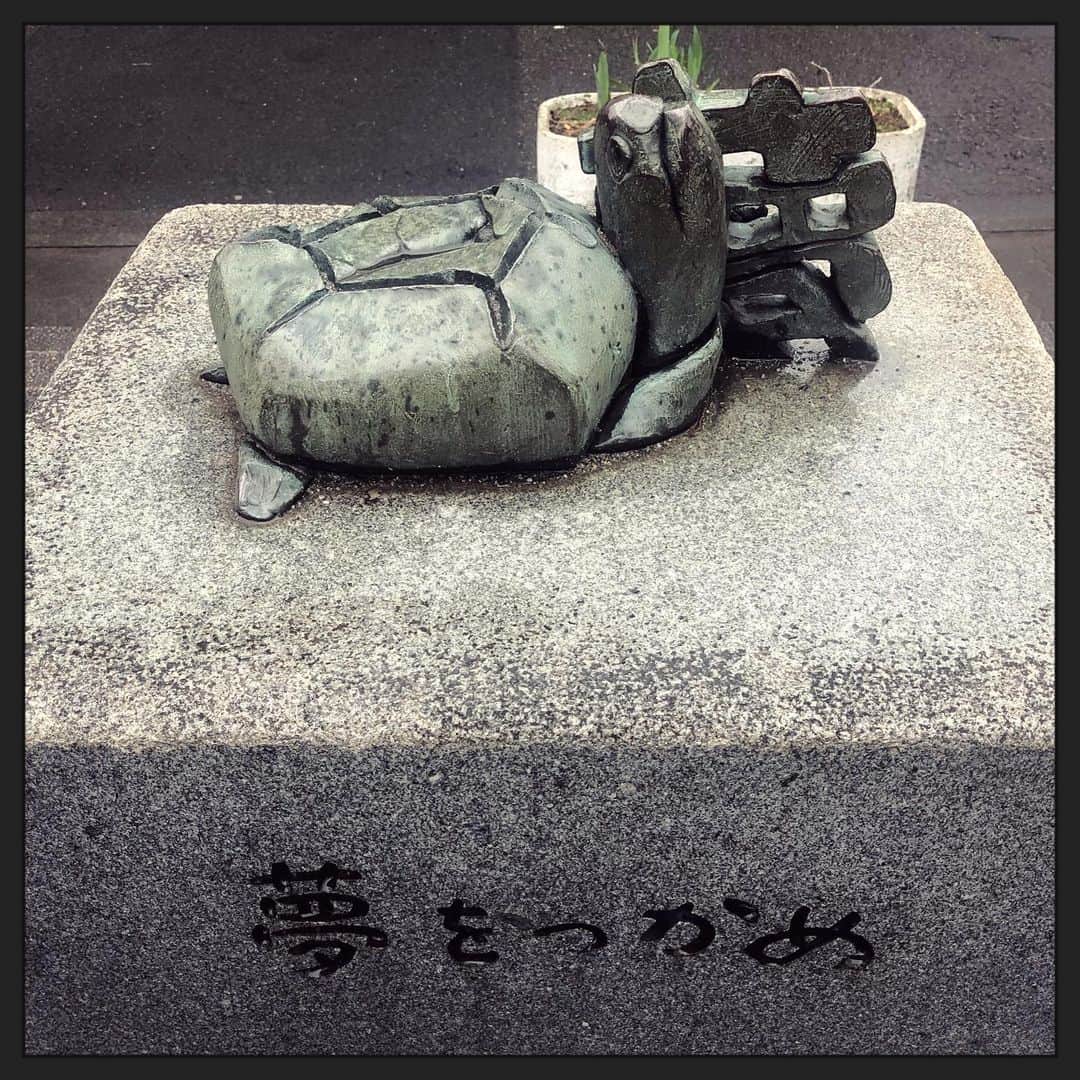 純名里沙さんのインスタグラム写真 - (純名里沙Instagram)「かめが夢を掴んでました(=´∀｀) ・ #かめ #亀 #夢をつかめ  #かわいい #ほっこり」3月8日 17時55分 - risajunna3158