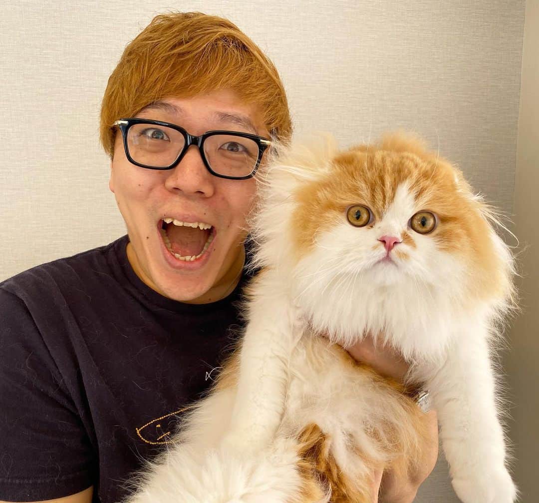 HIKAKINのインスタグラム：「まるおともふこのもう1匹の兄弟に会いに行って来ました😭🎉✨同じお父さんお母さんから同じ日に生まれた真の兄弟猫ちゃん『モシャ』くんです🐱✨ ヒカキンTVで動画アップされてるので是非ご覧下さい😎👍 #まるお #もふこ #モシャ #猫 #ヒカキン」