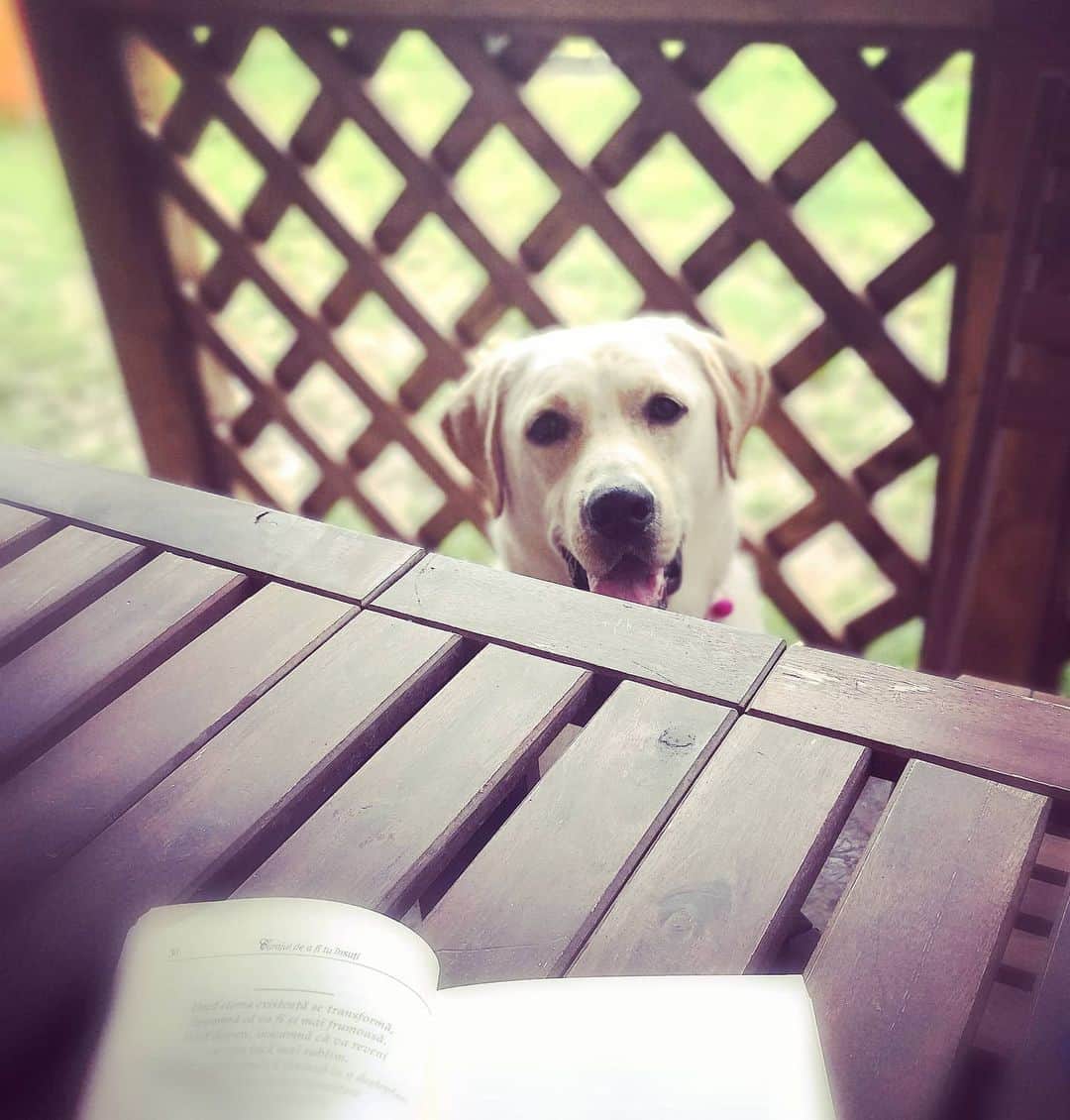 カタリナ・ポノルのインスタグラム：「Happy 3rd birtday , my love! ❤ And happy women's day!🎉 #3years old #labradorretriever #womensday #8march #sarah #sarahthelabrador #bestfriend #loveyou #happybirthday」