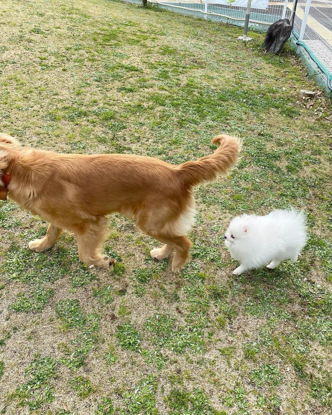 麻亜里さんのインスタグラム写真 - (麻亜里Instagram)「くりまる初めてのドッグランです🐶 わんちゃんも人間も大好きなくりまるにとってはパラダイス🍹🌈 たくさん走って満足げ🌟 .  #くりまる #ポメラニアン #dogstagram #いぬすたぐらむ #いぬのきもち #ポメ #いぬのいる暮らし #ワンスタグラム#ドッグラン」3月8日 10時35分 - maari.0108