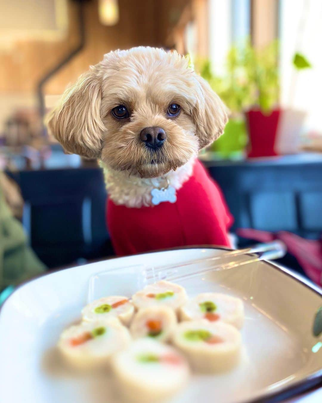 宮川杏奈さんのインスタグラム写真 - (宮川杏奈Instagram)「@petcafesky に行くと 必ずささみロールを食べます🐶🐾 これニー君の大好物😊💕 . #ドッグラン #ドッグカフェ #ドッグ #ペット #犬 #ぬいぐるみ説 #犬のいる暮らし  #ペットのいる生活  #いぬすたぐらむ  #ペキプー #ペキニーズ #プードル #我が子は可愛い #毛むくじゃらの息子 #お犬様 #自分を犬だと思ってない #それがいい #ニーゴ #25 #neego #ペットは家族 #犬好きな人と繋がりたい  #犬なしでは生きていけません会」3月8日 12時08分 - an1221na