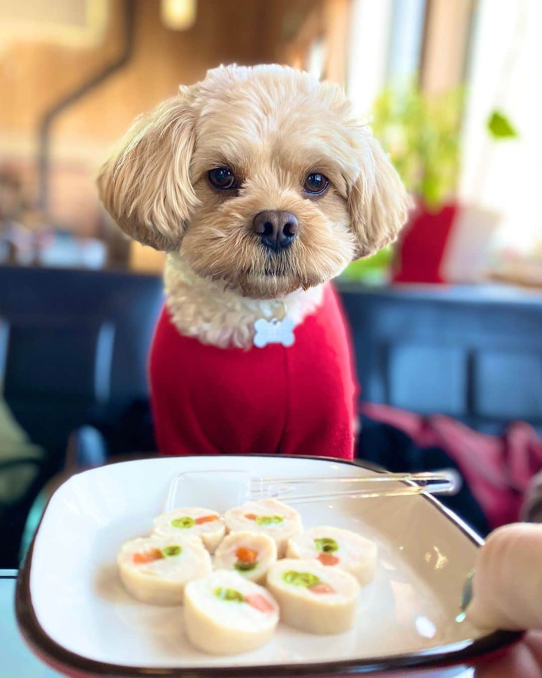 宮川杏奈さんのインスタグラム写真 - (宮川杏奈Instagram)「@petcafesky に行くと 必ずささみロールを食べます🐶🐾 これニー君の大好物😊💕 . #ドッグラン #ドッグカフェ #ドッグ #ペット #犬 #ぬいぐるみ説 #犬のいる暮らし  #ペットのいる生活  #いぬすたぐらむ  #ペキプー #ペキニーズ #プードル #我が子は可愛い #毛むくじゃらの息子 #お犬様 #自分を犬だと思ってない #それがいい #ニーゴ #25 #neego #ペットは家族 #犬好きな人と繋がりたい  #犬なしでは生きていけません会」3月8日 12時08分 - an1221na