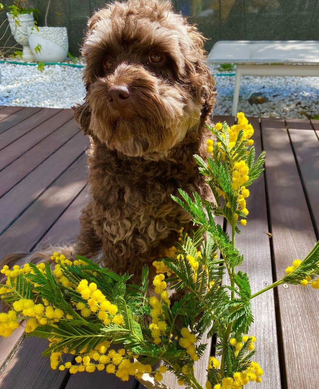 工藤静香さんのインスタグラム写真 - (工藤静香Instagram)「Happy women’s day💛  イタリアでは3月8日は街中の花屋にミモザがあふれるそうです。夫から妻へ、息子から母へ、女性同士でもミモザを贈り合うそうです 友人から荷物が届き、箱を開けたら美しいミモザが入っていました💛💛 三枚目からは最年長の　 ハニーちゃん 14歳で歩くのもなかなか難しいけど元気です💛💛💛」3月8日 12時14分 - kudo_shizuka